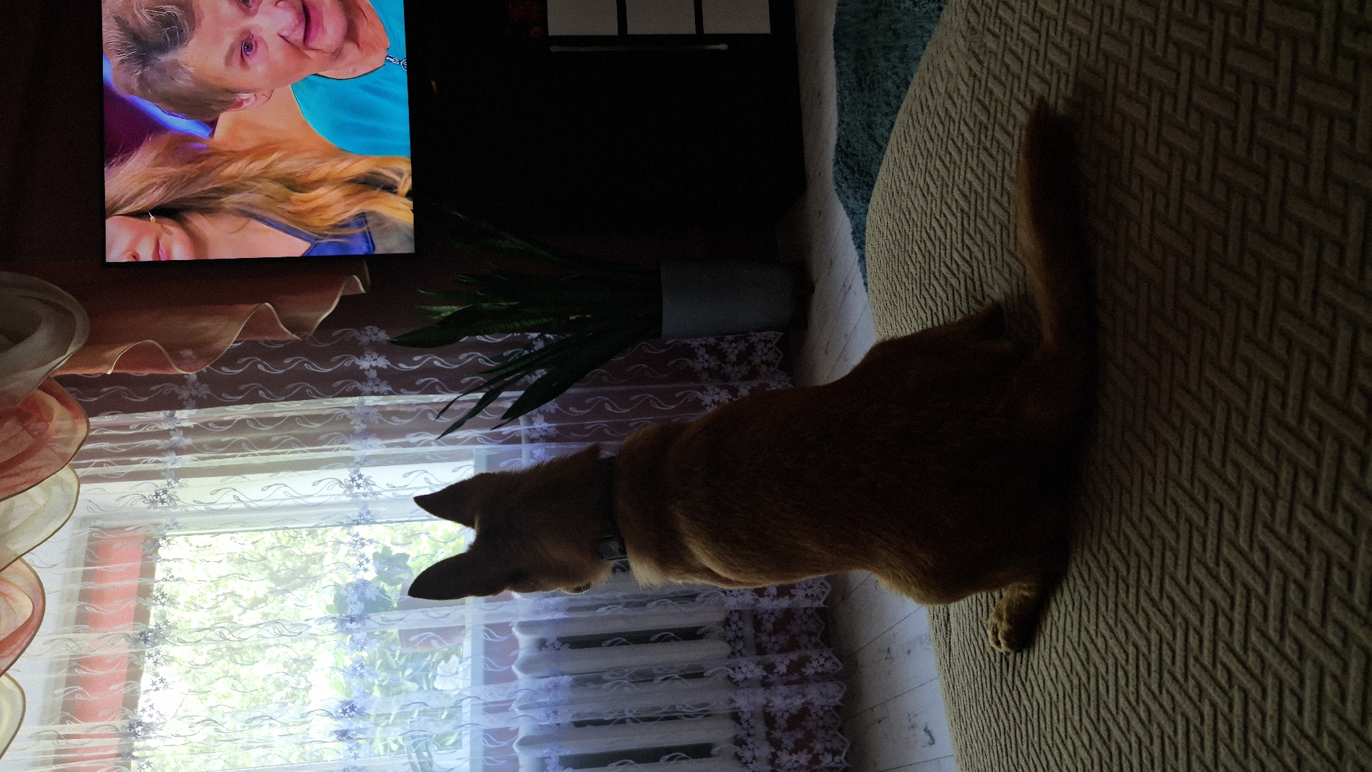 The image depicts an indoor scene with a dog sitting on a textured surface, facing away from the camera towards a window. The dog is a medium-sized, golden-colored canine with pointed ears. It appears to be wearing a collar. The window is draped with sheer white curtains that have a floral pattern, and through the window, greenery is visible. To the right of the dog, a television screen is displaying two women. The woman on the left has long, blonde hair, and the woman on the right has short, gray hair and is wearing a blue top. A tall green plant in a gray pot stands behind the dog and to the left of the television. The overall environment suggests a domestic setting within a room in Švenčionys, Lithuania.