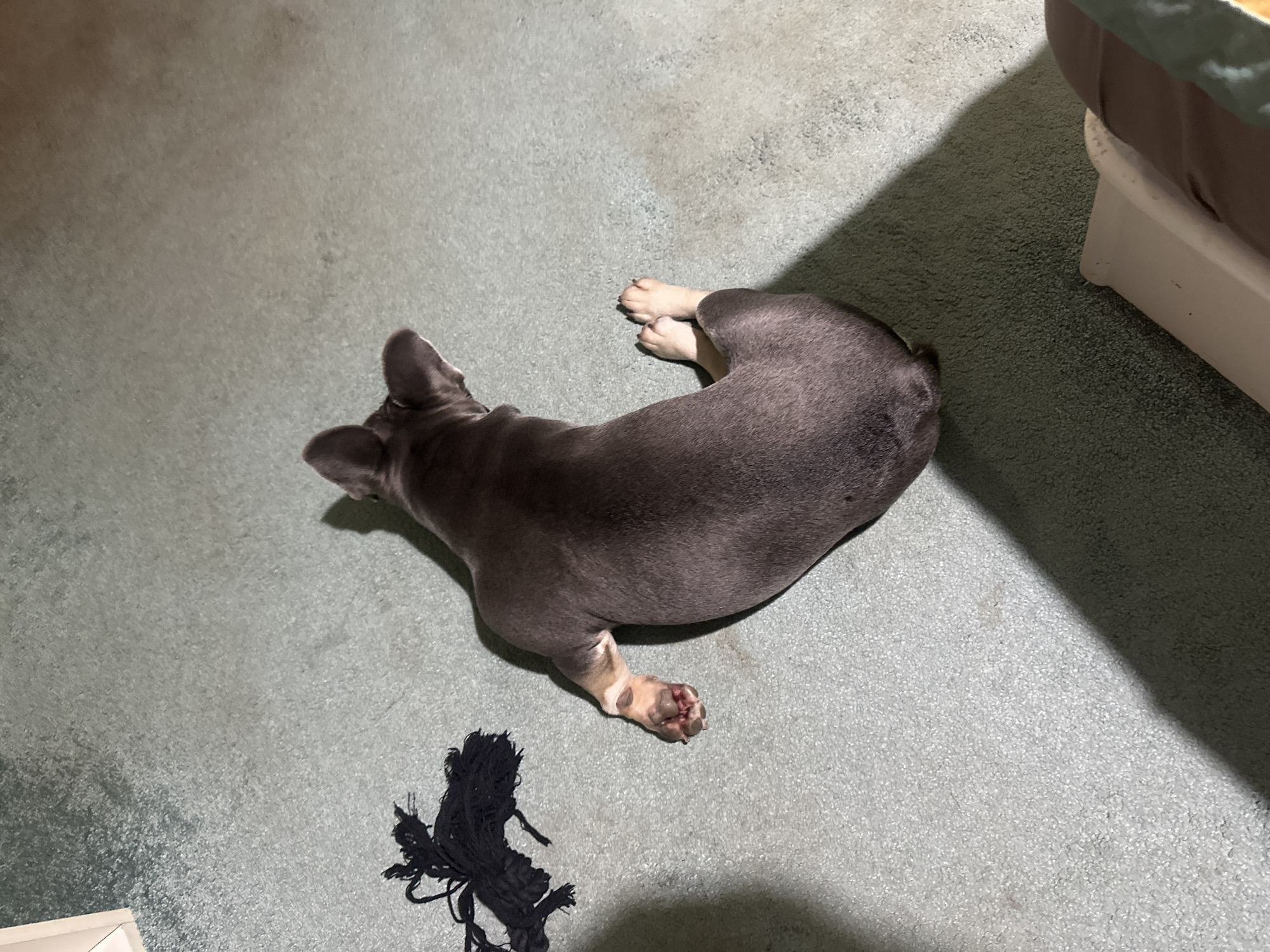 A grey-blue dog, likely a French Bulldog, is seen from an overhead perspective, lying on a light blue-grey carpet. The dog is curled slightly on its left side, facing generally towards the left of the frame, with its head and upright ears visible. Its paws show lighter, almost tan or white, markings.
To the lower left of the dog, a black, shredded fabric toy lies on the carpet. In the upper right corner, a portion of an elevated object, possibly a pet bed or small piece of furniture, is visible. It has a brown and green top with a white base.
The setting appears to be indoors, under artificial lighting. This lighting creates strong, defined shadows, most notably a wide diagonal shadow extending from the upper right of the frame downwards, making that section of the carpet appear darker and slightly greener. The dog itself also casts a soft shadow. The carpet shows varied textures and slight discoloration in areas. The dog appears to be resting or relaxing. There is no visible text.