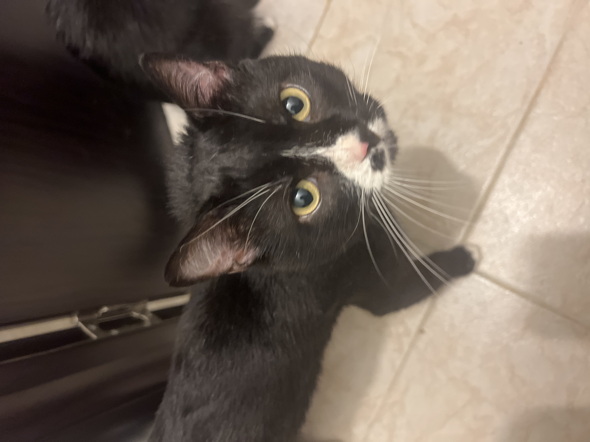 A black and white cat with yellow eyes is looking up at the camera. The cat has a white blaze on its nose and chest, and black markings around its eyes. The cat is standing on a tiled floor. The background is dark and blurry, but appears to be indoors. The image is taken from a high angle, looking down at the cat.