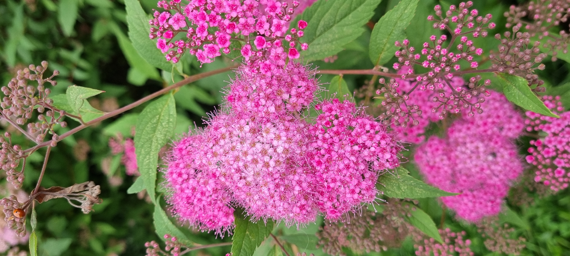 This media file captures a close-up view of a blooming pink shrub, likely in Romashkovo, Russia. The shrub is densely covered with clusters of small, bright pink flowers, many of which appear feathery due to protruding stamens. Some flower buds are still tightly closed, appearing as small, dark pink or reddish spheres, while others have begun to open, revealing their delicate petals.
The background is filled with lush green foliage and branches, suggesting a natural outdoor setting. The lighting appears to be soft and diffused, hinting at possibly overcast weather or a shaded location, or it could be a photograph taken during the daytime with open shade. There are no people visible in the frame.
A notable detail in the lower left corner is a small, bright orange ladybug resting on a dried leaf of the shrub. This tiny creature adds a touch of vibrant color and life to the scene. The image focuses on the intricate details of the flowers and buds, with some areas slightly blurred due to the shallow depth of field, drawing attention to the main subjects. There is no visible text in the media file. The overall impression is one of natural beauty and the delicate details of blooming plant life.