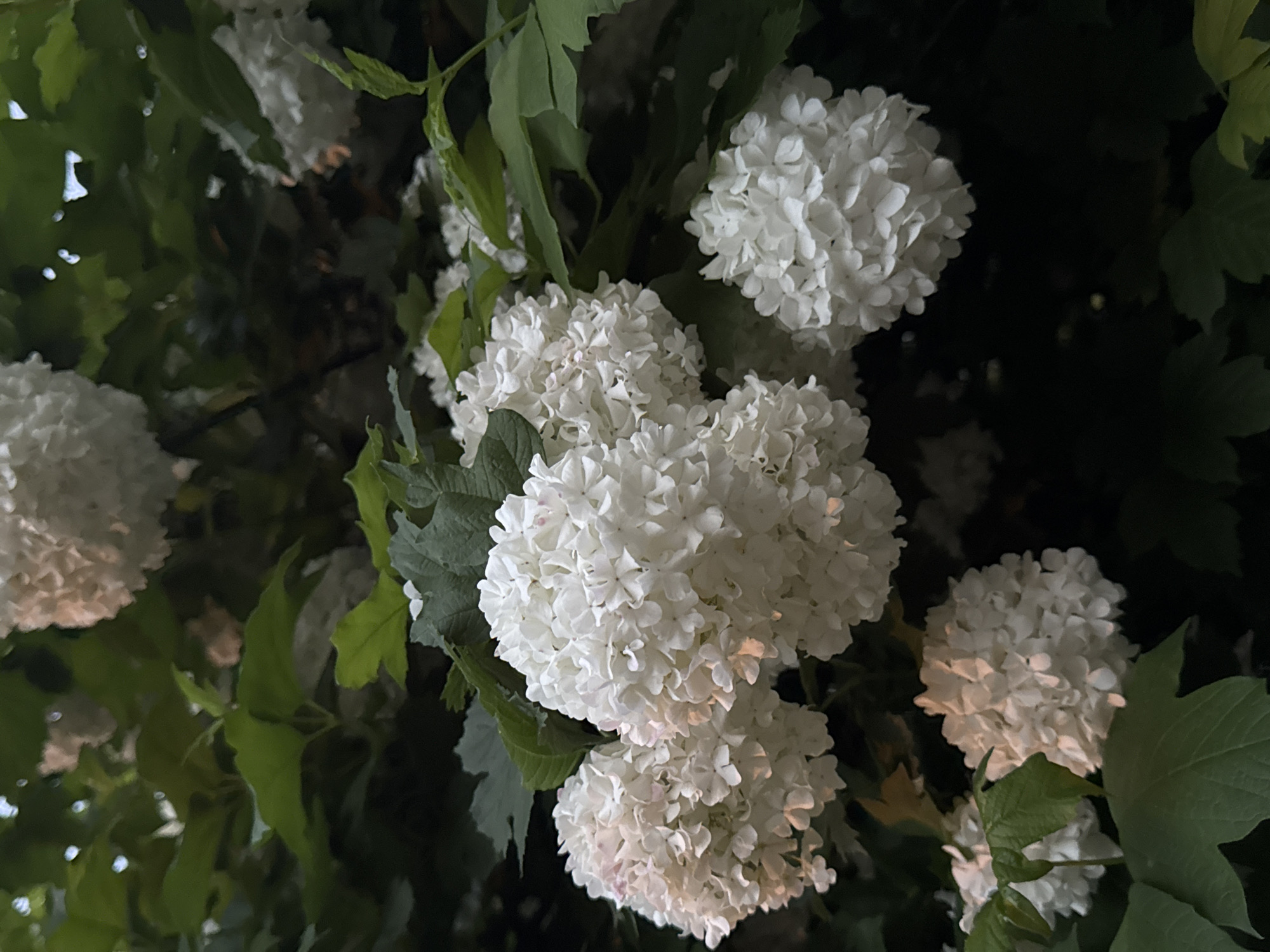 The image displays several clusters of white flowers, likely a type of Viburnum (such as 'Snowball Bush' or *Viburnum opulus* 'Roseum') or Hydrangea, set against a dark, leafy background. The flowers are densely packed, forming rounded, almost spherical inflorescences. Each individual flower within the cluster is small and white, some showing very subtle hints of light pink in their centers.
The primary subjects are these prominent white flower clusters, distributed across the frame. Green leaves and branches are visible around and behind the flowers, creating a natural, verdant context, though they are largely in shadow. The deep shadows and the way the white flowers glow suggest the photograph was taken at dusk or during the night, possibly illuminated by artificial light or residual ambient light, making the white flowers strikingly stand out against the dark background.
There is no specific activity or event taking place; the image is a still capture of flowers in bloom. No people or man-made objects are visible. The lighting creates a high contrast scene, emphasizing the delicate structure and brightness of the flowers. There is no visible text in the image. The setting appears to be an outdoor garden or natural area in Shcherbinka, Russia, capturing a moment of serene natural beauty.