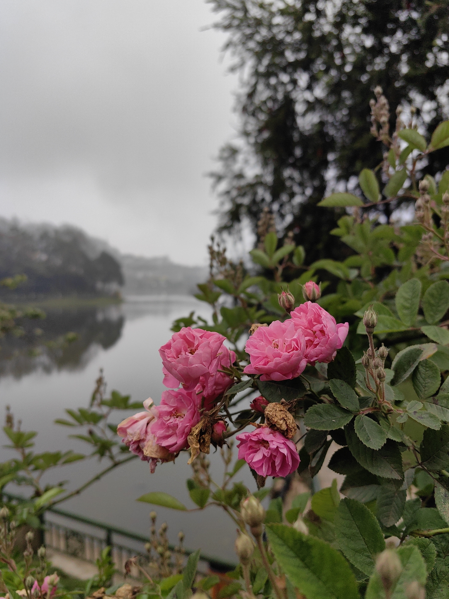 The image depicts a close-up of pink roses and foliage by Sa Pa Lake in Sa Pa, Vietnam, under overcast conditions. In the immediate foreground, a cluster of vibrant pink roses is in sharp focus, featuring both fully bloomed flowers with intricate petals and several tightly closed buds. Some of the roses exhibit signs of decay, with browning and shriveled petals. Surrounding the roses is dense green foliage with visible leaves. The midground features the calm, reflective surface of Sa Pa Lake, mirroring the muted tones of the sky and distant landscape. A dark green railing or fence is partially visible along the left edge of the lake. The background reveals a hillside densely covered in trees, largely obscured by a thick, grey mist or fog, which blends into the uniformly grey, cloudy sky. No human figures or specific actions are discernible. The scene conveys a serene, natural environment with a shallow depth of field, highlighting the roses against the misty lake and hills.