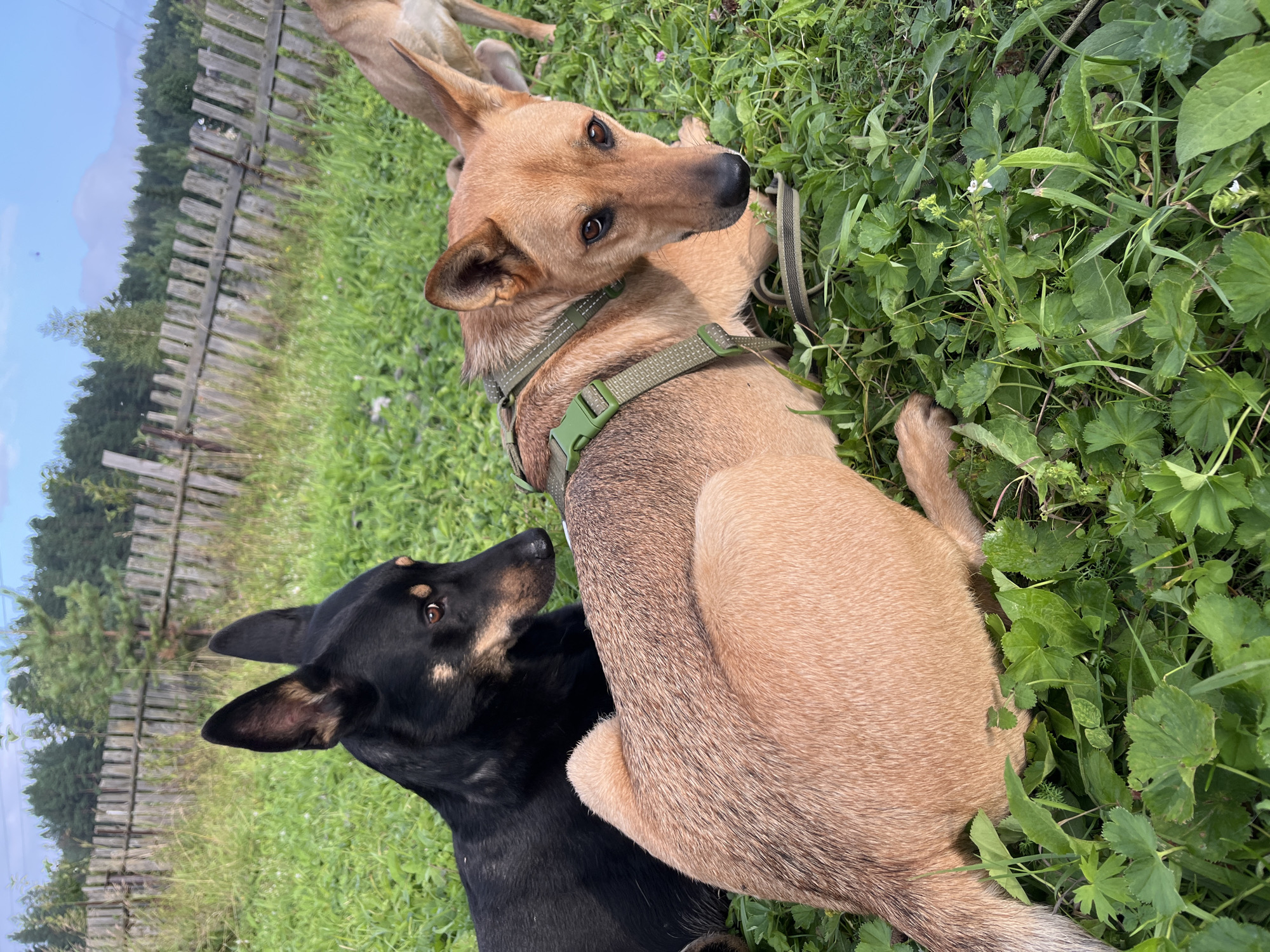 The image depicts two dogs resting on a grassy area near a dilapidated wooden fence. The dog in the foreground is a tan-colored medium-sized dog wearing a green harness and looking towards the camera. Behind it, a black and tan dog is also lying down, facing away from the camera and looking slightly to its right. In the background, a blurry tan-colored dog can be seen standing. The environment appears to be rural, with trees and a cloudy sky visible beyond the fence. There are no people present in the image. The scene is likely located in Nizhny Tagil, Russia, given the context.
