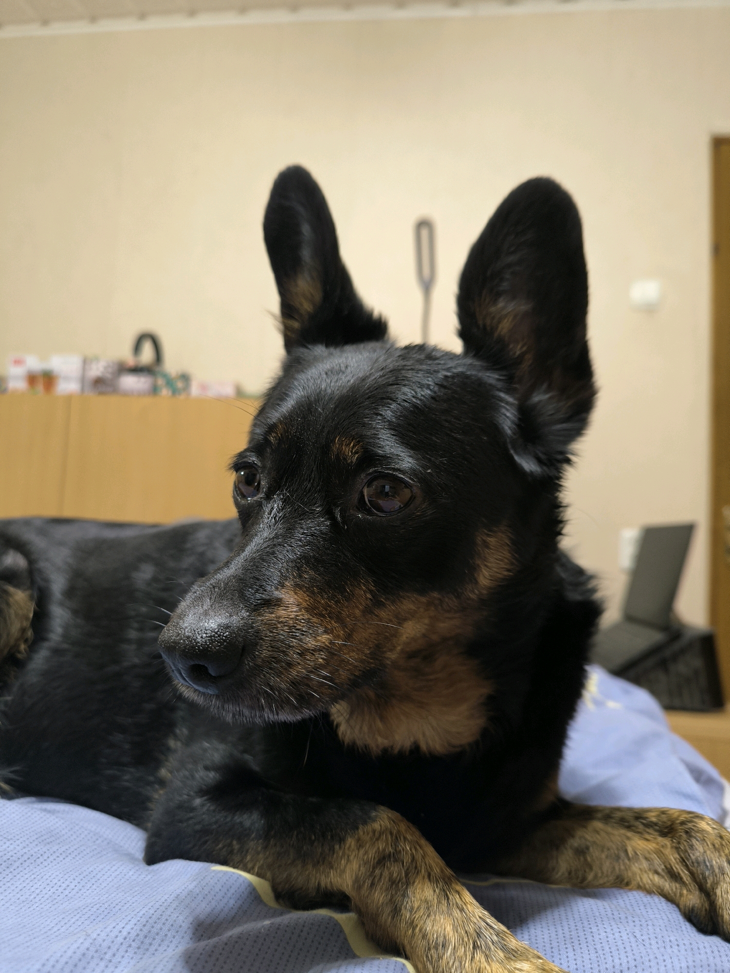 The image shows a medium-sized black and tan dog lying on a blue and white patterned blanket indoors. The dog is looking to the left with its ears perked up. The background is blurred and appears to be a room with a beige wall and some furniture. There is a laptop on a stand in the background to the right. The image was taken in Mykolaiv, Ukraine.
