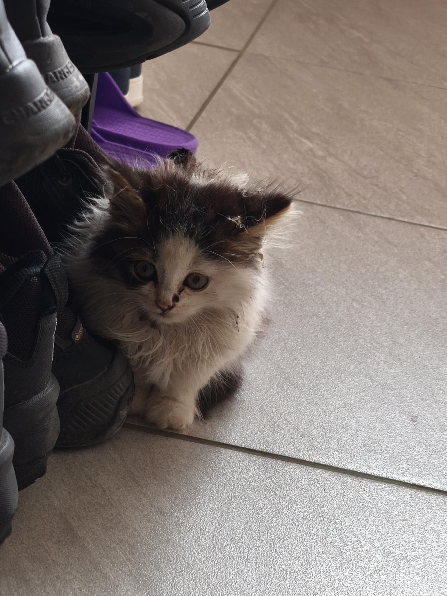 A small, fluffy kitten with white and dark brown/black fur sits on a light-colored tiled floor, nestled among several shoes. The kitten is positioned towards the left side of the frame, looking directly at the viewer with bright green-gold eyes. Its fur appears somewhat disheveled, and small pieces of debris are visible, particularly around its ears and on its nose, which has a small dark smudge. The kitten's face is predominantly white with dark patches around its eyes and ears, and its body displays a mix of white and darker fur.
To the left and in the foreground, several dark-colored shoes or boots are stacked. On one shoe in the upper left, the word "CHARGE" is clearly visible on a strap, and a partial word "CHA..." is seen on another nearby shoe. A blurred purple object, possibly a shoe or toy, is discernible in the background between the kitten and the shoes. The floor is composed of large, light-grey or beige tiles with thin grout lines, featuring a slightly textured surface. The lighting is soft and even, suggesting an indoor setting during the daytime. The kitten's posture and direct gaze convey a sense of curiosity or slight wariness. The overall scene depicts a domestic environment, likely an entryway or hallway.