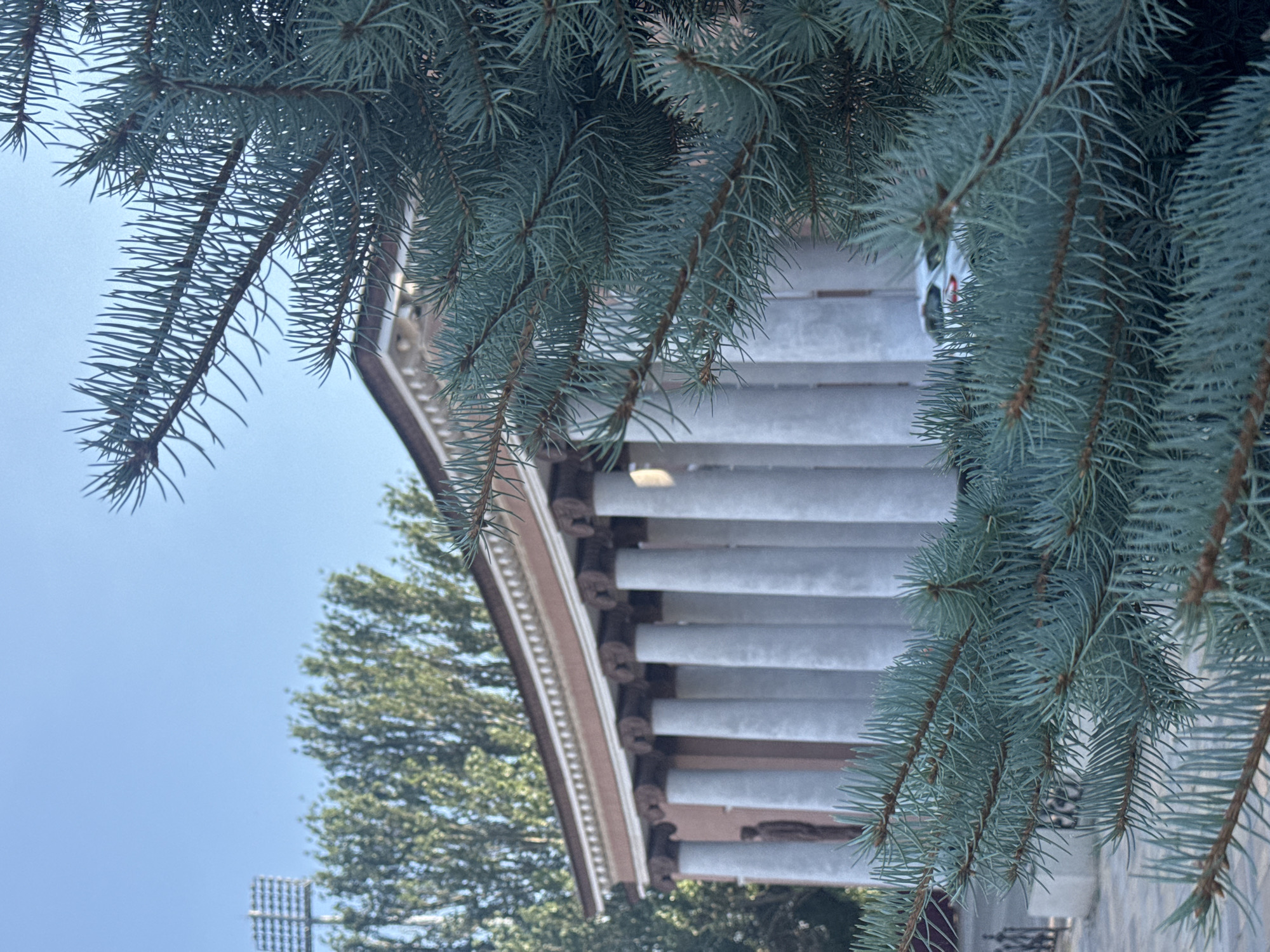 A low-angle, close-up shot captures the branches of a blue spruce tree in the foreground, with its needles obscuring parts of a building in the mid-ground and a bright blue sky in the background. The building features a colonnade of tall, white columns with ornate capitals, supporting a reddish-brown entablature. A statue of a person is visible between two of the columns. Behind the building, a dense canopy of green trees is visible. A tall stadium light fixture with multiple lamps stands in the upper left quadrant of the image. In the lower right portion of the mid-ground, a white car with a red accent on its taillight is partially visible. The scene appears to be outdoors, likely in a public space like a park or a plaza, possibly in the city of Kryvyi Rih, Ukraine, given the architecture and vegetation commonly found in the region.