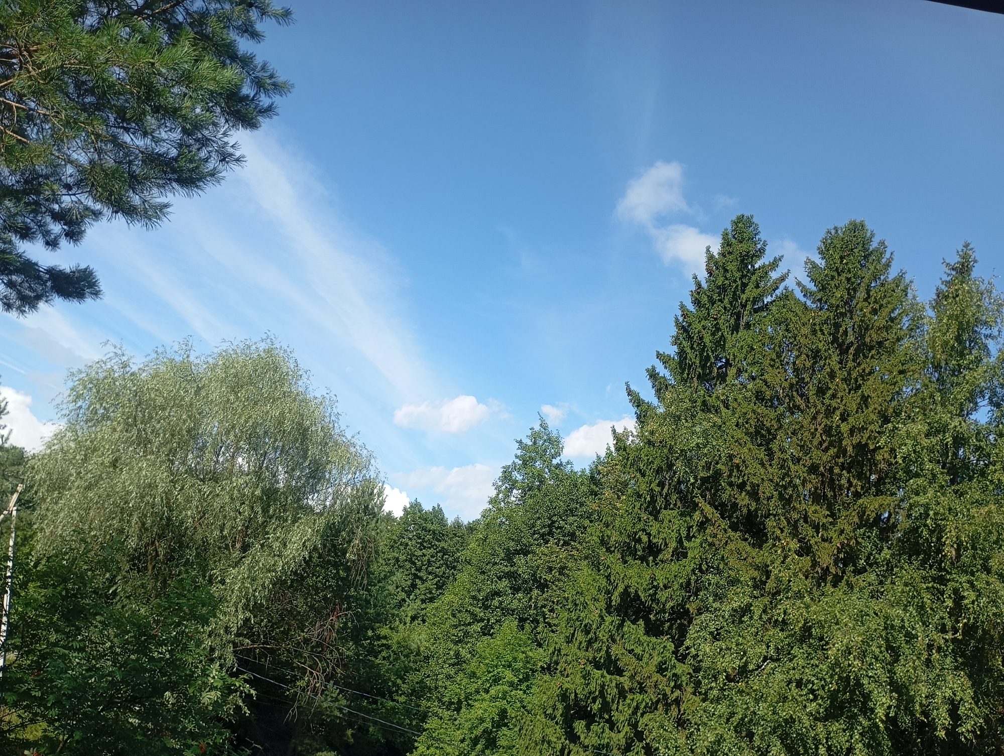 The image depicts a view of a dense forest with a clear blue sky above, dotted with wispy white clouds. In the foreground, on the left side of the image, is the branch of a pine tree with its needles visible against the sky. To the right of the pine branch and further into the scene, there is a large, deciduous tree with light green, drooping foliage, possibly a willow. Behind these trees, the forest extends, characterized by a multitude of various green trees, primarily evergreens like firs and pines, with their conical shapes clearly discernible. Some of these trees are quite tall, reaching towards the sky. The overall scene suggests a natural, wooded environment. The provided location of Chaikovsky, Russia, indicates this is likely a natural landscape within or near the city. There are no people or specific man-made structures visible, except for what appear to be some thin, dark wires strung between trees in the lower right portion of the image, possibly indicating utility lines. The lighting suggests it is daytime, with the sun illuminating the foliage and sky.