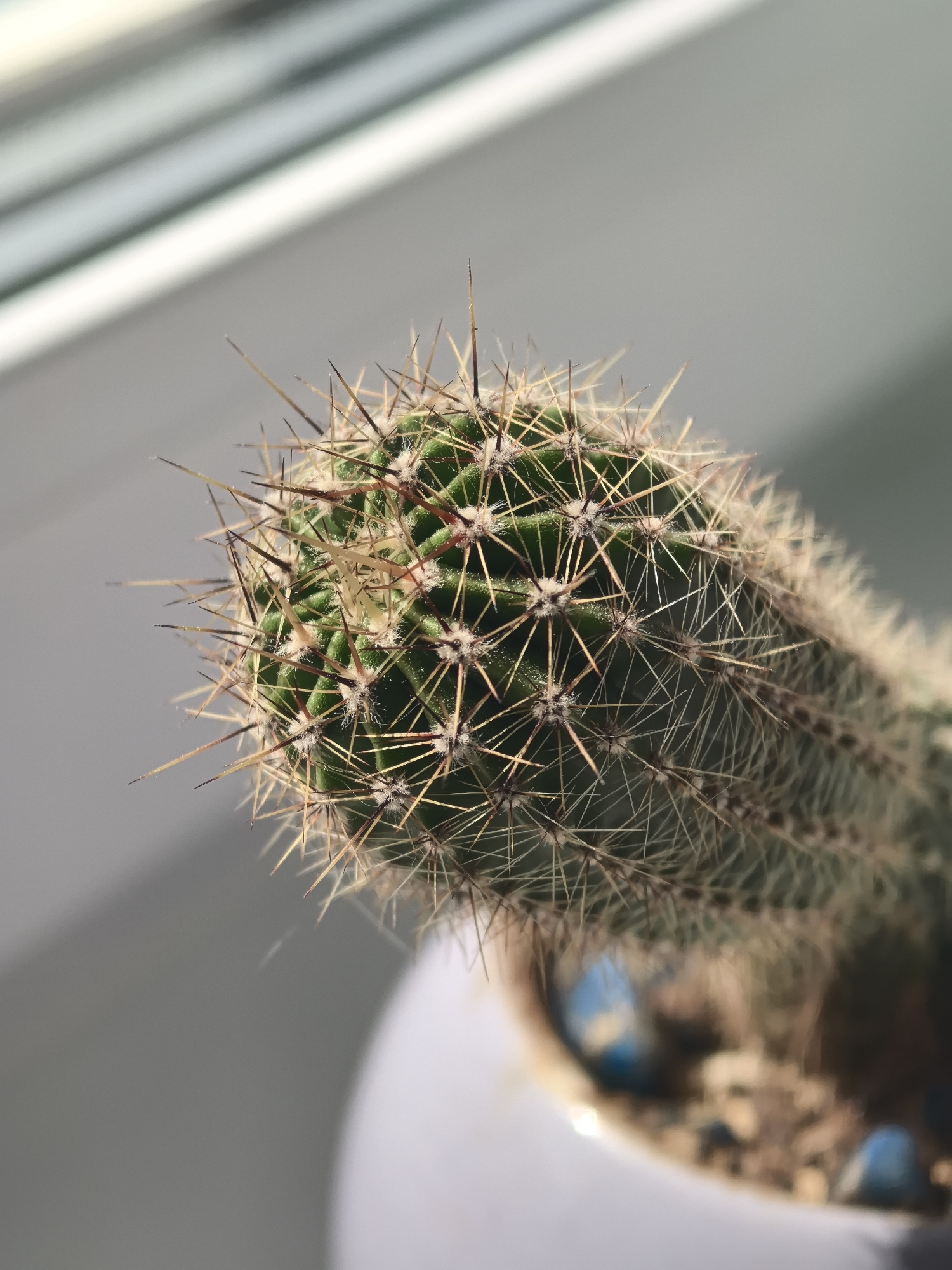 A close-up, oblique shot reveals a cactus in a pot, situated indoors near a window. The cactus is characterized by its green, ribbed body and numerous sharp, brown-tipped spines. The plant is potted in a white container filled with soil and small, blue stones. The blurred background consists of a window with horizontal blinds and a plain wall. The lighting appears natural, with soft shadows cast across the scene. The image was taken in an indoor environment, seemingly in a residential or office space. The location cannot be confirmed as Perm, Russia, based on the provided image.
