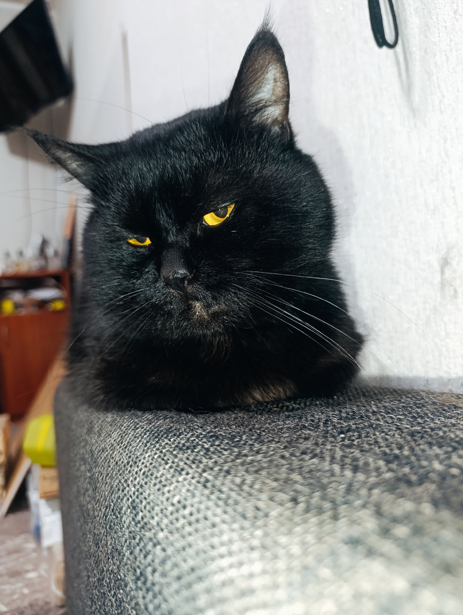 An extreme close-up, slightly angled shot shows the face of a black cat with bright yellow eyes. The cat is lying down, with its body mostly out of frame, resting on a textured gray surface. The cat's fur is thick and dark, with some lighter brown markings visible on its chin and around its nose. Its ears are pointed and alert. The background is a white wall with some indistinct objects and shadows. The overall lighting is soft, with a slight glare on the cat's eyes. There is no indication of the cat's location in the city of Zlatopil, Ukraine, nor any information about people, actions, or interactions.
