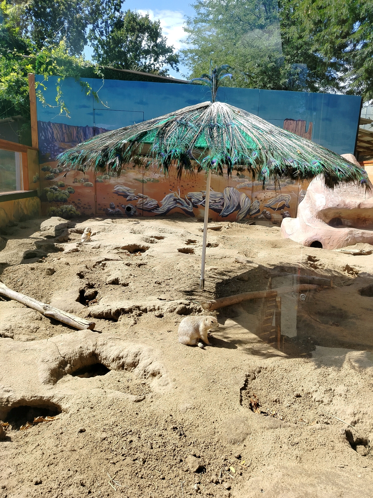 The image depicts an outdoor enclosure at what appears to be a zoo or wildlife park. The enclosure is filled with sandy soil and features several burrows or holes dug into the ground. A prairie dog is visible in the center of the frame, sitting upright in the sand. Above the enclosure, a large, decorative umbrella made of peacock feathers provides shade. The backdrop consists of a painted mural depicting a desert landscape with rock formations and a blue sky. Trees and foliage are visible beyond the enclosure, suggesting an outdoor setting. The ground has a rough texture with scattered debris. There are no discernable indications of the city of Chișinău, Moldova within the image.