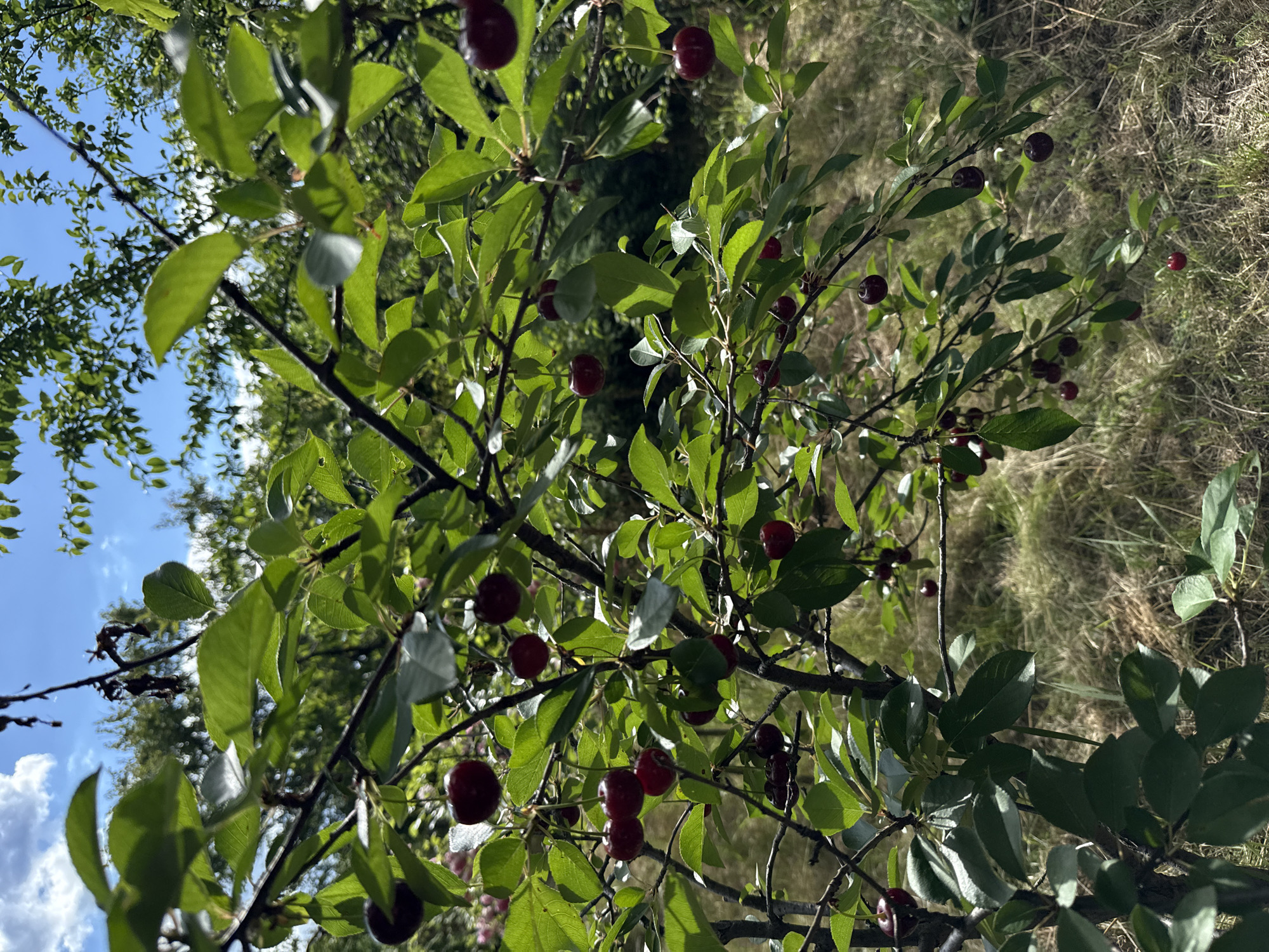 The image shows a close-up view of a cherry tree with ripe cherries hanging from its branches. The cherries are a deep red color and are clustered together on thin stems. The leaves of the tree are a vibrant green and appear healthy. Sunlight filters through the leaves, creating dappled shadows on the cherries and branches. The background is a blur of green foliage and dry grass, suggesting an outdoor setting. The image appears to be taken on a sunny day. There are no people or any other visible subjects. The setting is a natural outdoor environment, likely a garden or orchard, in the city of Obukhivka, Ukraine.