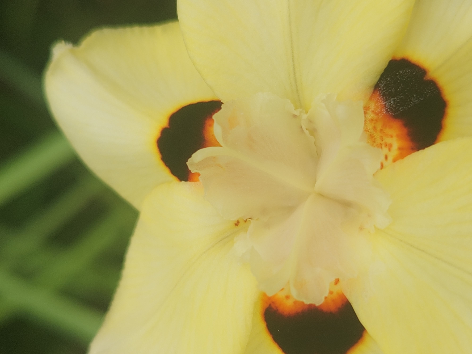 A close-up macro photograph captures the intricate details of a pale yellow flower, likely a type of iris, against a softly blurred green background. The flower's petals are broad and slightly ruffled, with delicate veins subtly visible. At the center of the flower, a cluster of lighter, almost translucent petals forms a delicate cup. Dark, almost black markings, edged with a fiery orange, are visible on some of the lower petals. The focus is sharp on the flower's center, with the outer petals and the background gradually falling out of focus, creating a sense of depth and emphasizing the flower's delicate structure. The lighting appears soft and diffused, highlighting the subtle textures and color variations within the petals. The image is framed in a vertical orientation. The provided context does not contain information about the location in Altamonte Springs, United States of America.