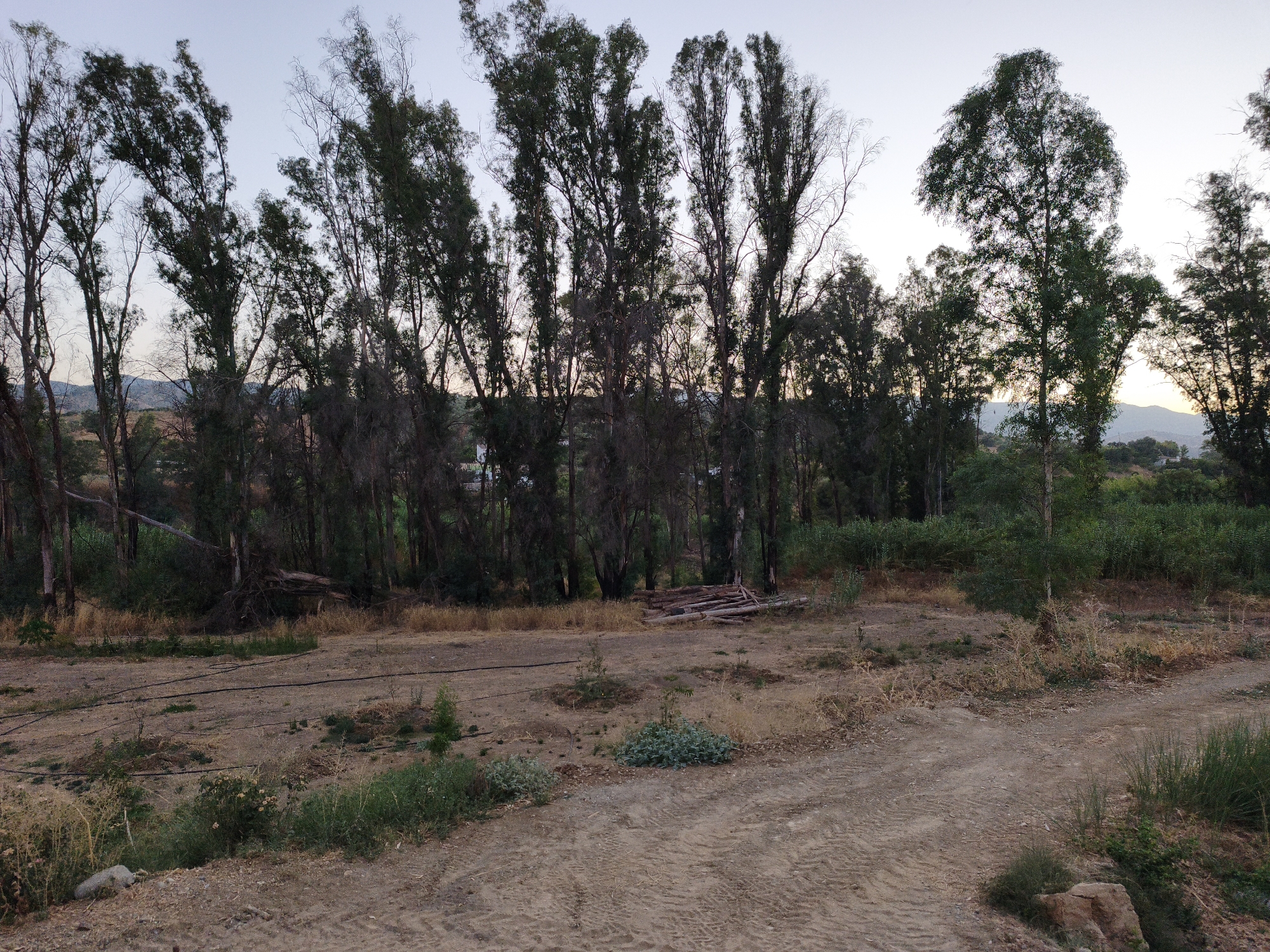 The image depicts an outdoor scene, likely in a rural or semi-rural area. The foreground is dominated by a dirt track, showing tire marks, and dry, sparse vegetation with a few rocks. In the midground, there is a flat, dusty area with some scattered debris and a cluster of logs or branches. Beyond this, a dense line of tall, slender trees with dark green foliage stretches across the frame. These trees appear to be planted closely together. In the background, rolling hills are visible beneath a pale sky, suggesting a temperate climate. The overall impression is one of a somewhat undeveloped or natural landscape. The image is a photograph taken from ground level.