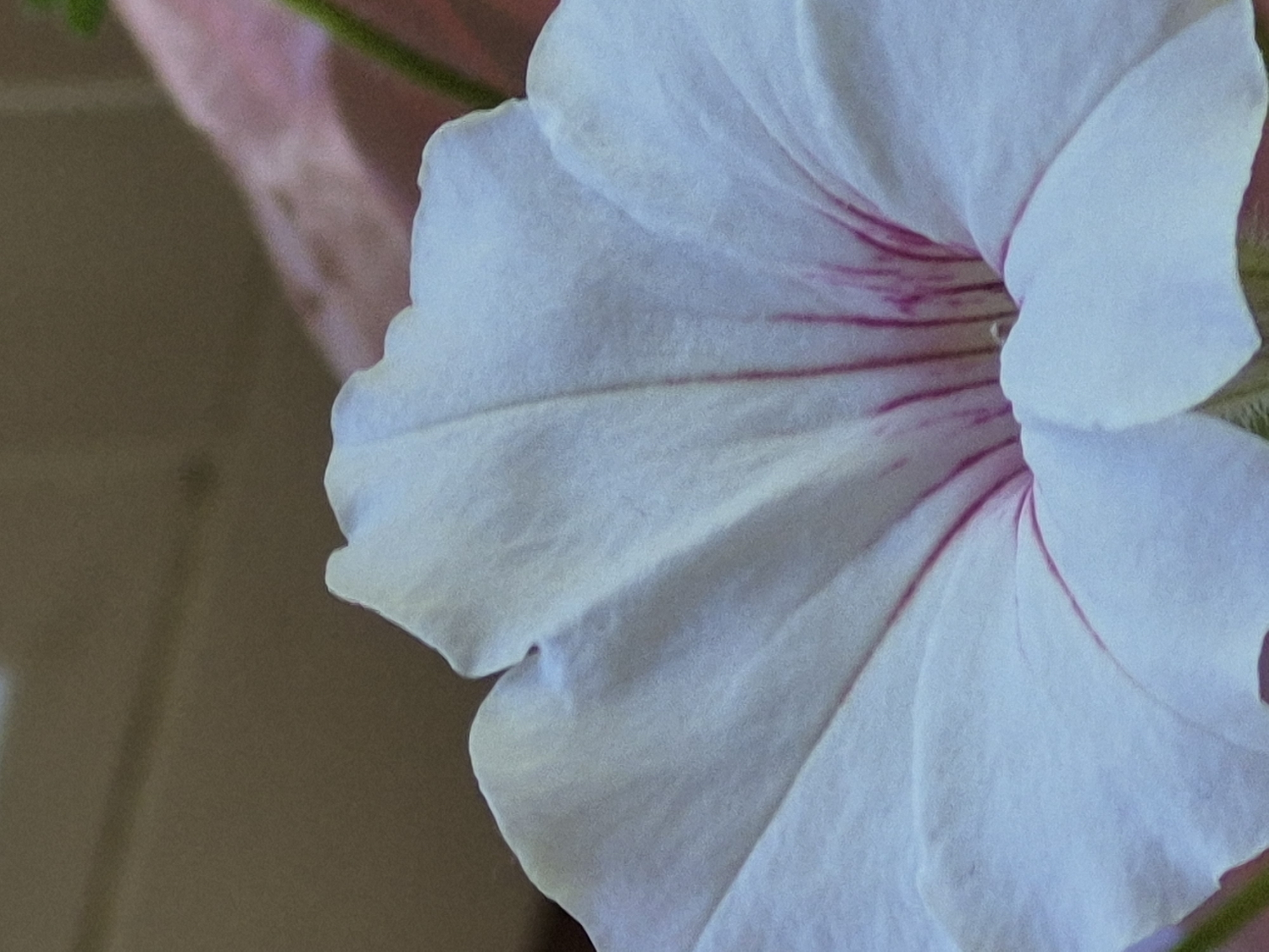 A close-up, low-angle shot captures the delicate petals of a white petunia flower. The petals, tinged with soft pink veins radiating from the center, are ruffled along their edges. The background is blurred, with hints of brown and pink suggesting an outdoor setting.