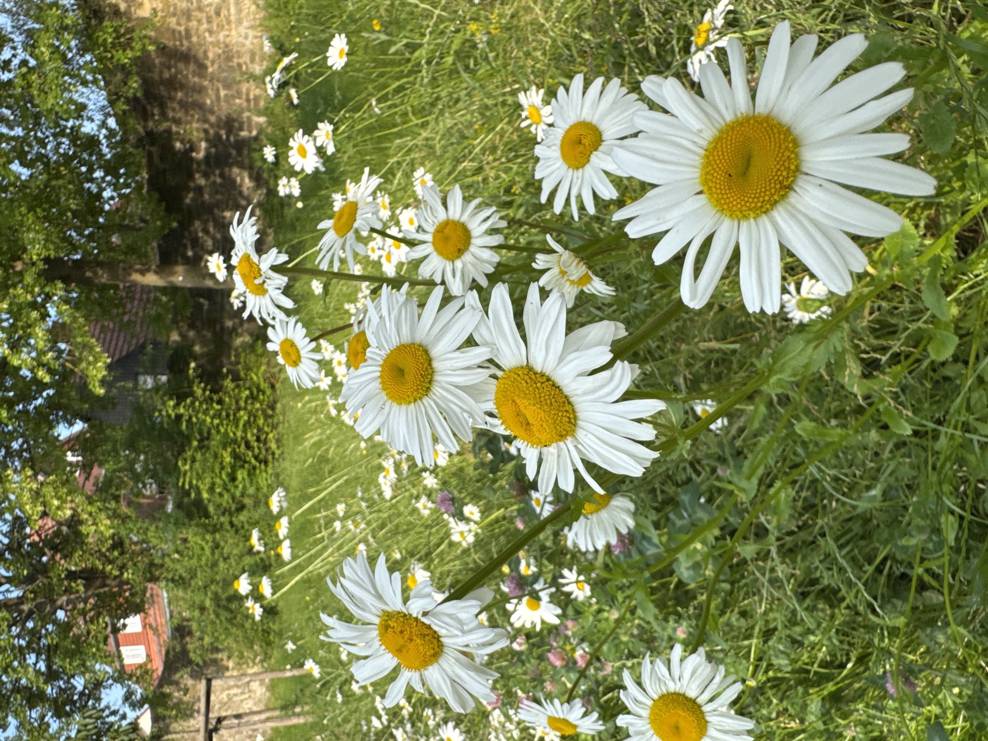 A close-up, medium shot shows a cluster of large white daisies with yellow centers in the foreground. The daisies are in full bloom, with their petals spread wide. They are set against a backdrop of lush green grass, with a stone wall and a red-roofed building visible in the distance. The lighting suggests it is daytime, with sunlight dappling through the leaves of a large tree. The scene appears to be in a garden or natural setting.