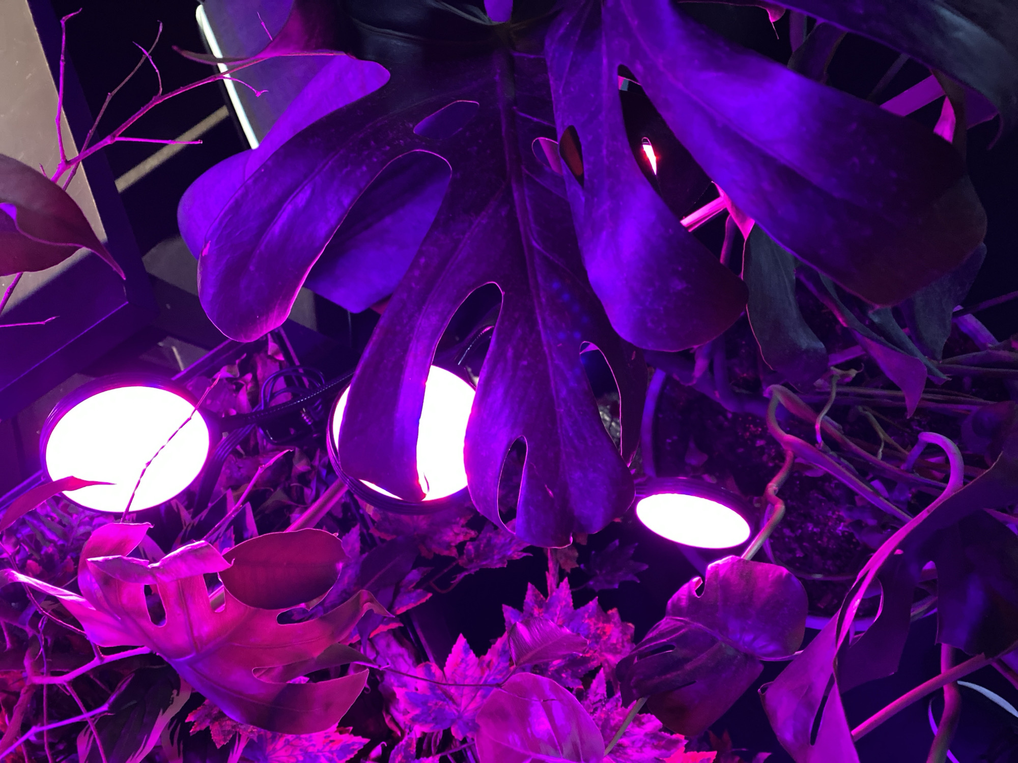 The image shows a close-up view of a plant, likely a Monstera, illuminated by purple and pink lights. Several circular light sources are visible, casting a vibrant glow on the large, split leaves and surrounding foliage. The lighting creates dramatic shadows and highlights, emphasizing the textured surfaces of the leaves. Some delicate, thin branches are also visible, adding to the organic composition. The overall impression is one of an indoor botanical setting, possibly a greenhouse or a well-lit interior space, where the plants are being nurtured under artificial light. The location in Machukhy, Ukraine is not discernible from the visual information provided in the image.