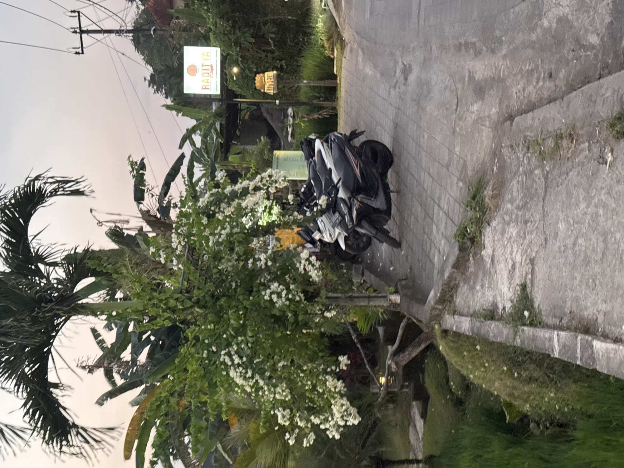 In the city of Tegallalang, Indonesia, at dusk, a paved walkway leads past a lush green rice paddy and a cluster of motorbikes parked on the side. A vibrant tree with abundant white flowers cascades over the walkway, creating a picturesque scene. Adjacent to the walkway is a sign for "RADITYA CAFE," illuminated by a warm glow. The sky above is painted with soft hues of orange and pink, indicating the setting sun. The surrounding vegetation is dense with palm trees and other tropical plants, characteristic of the Indonesian landscape. The overall atmosphere is serene and tranquil, inviting one to relax and enjoy the natural beauty of the location.