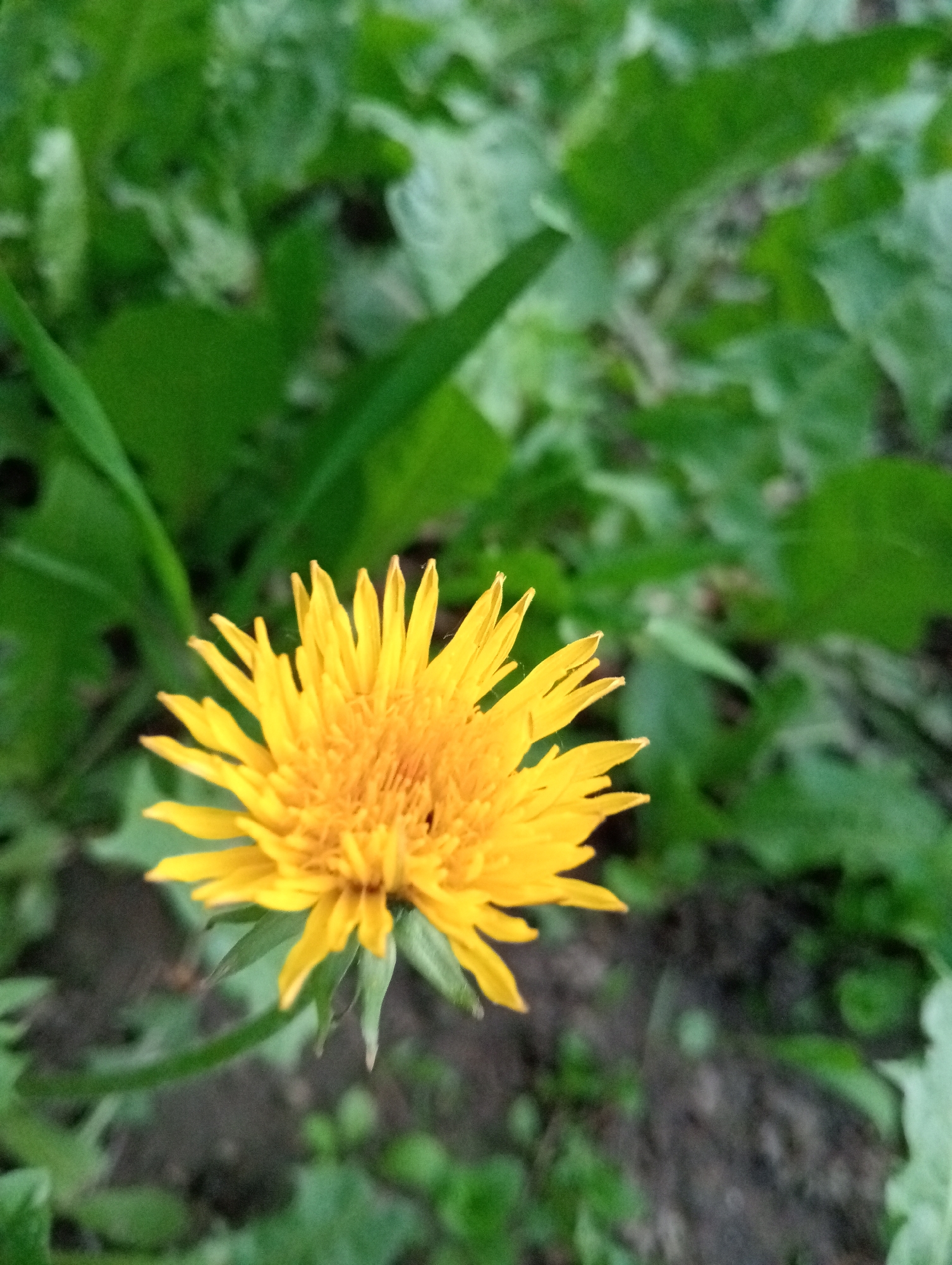 A vibrant yellow dandelion blooms in an area with lush green foliage. The location appears to be outdoors, with hints of soil or earth visible amongst the vegetation. The city and specific location are unknown.