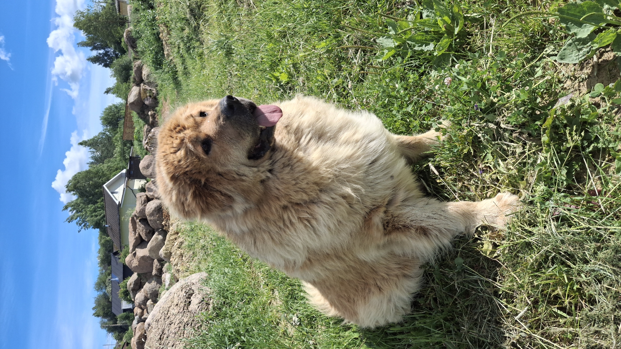A large, fluffy, light brown dog is lying on its back in green grass. The dog has its tongue hanging out and its eyes are partially closed. Its paws are visible, one reaching out towards the camera. The background of the image shows a rocky embankment with a few houses and trees on top, under a bright blue sky with fluffy white clouds. The image appears to have been taken on a sunny day. The location is identified as Kempelevo, Russia.