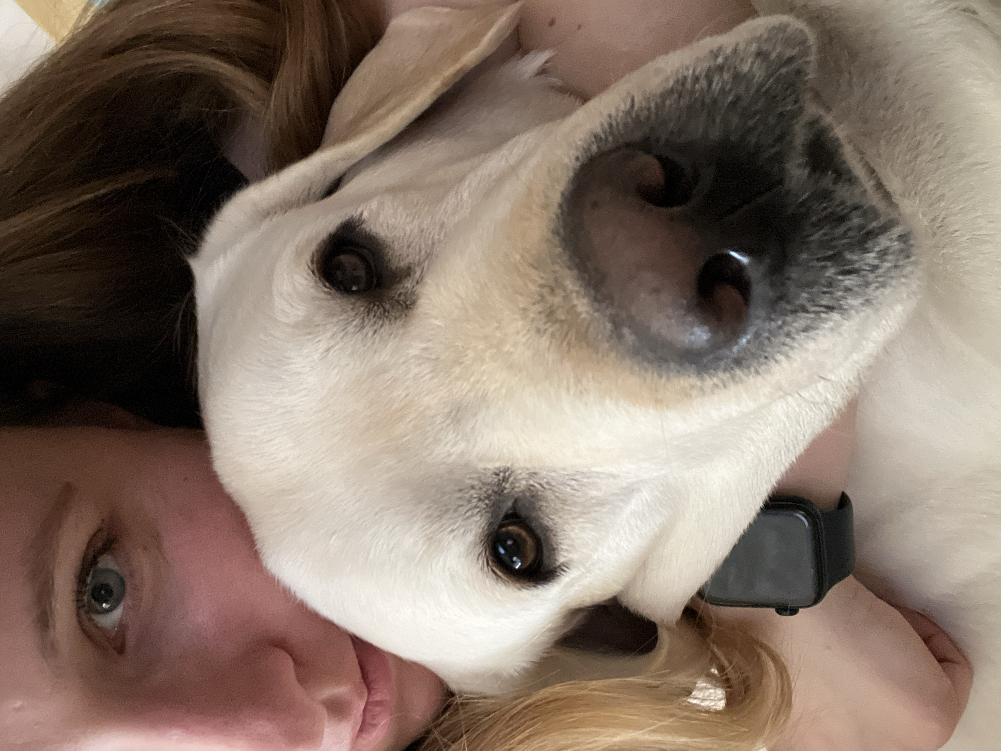 A close-up, intimate portrait captures a person and a light-colored dog, likely a Labrador, in Mytishchi, Russia. The image is taken from a slightly tilted, low-angle perspective, showing the dog resting its head closely beside the person. The dog, with its pale fur and dark, attentive eyes, gazes directly towards the viewer, its large black nose prominent in the foreground.
The person's face, visible on the left side of the frame, shows a single eye looking towards the camera, partially obscured by their light brown hair. They appear to be lying down, with the dog snuggled close. A black smartwatch is visible on the person's left wrist, partially covered by the dog's fur. The setting appears to be indoors, suggesting a comfortable and personal environment. The overall mood of the image is one of warmth, affection, and companionship between the pet and its owner, highlighting a tender, relaxed moment shared between them. No visible text is present in the image.