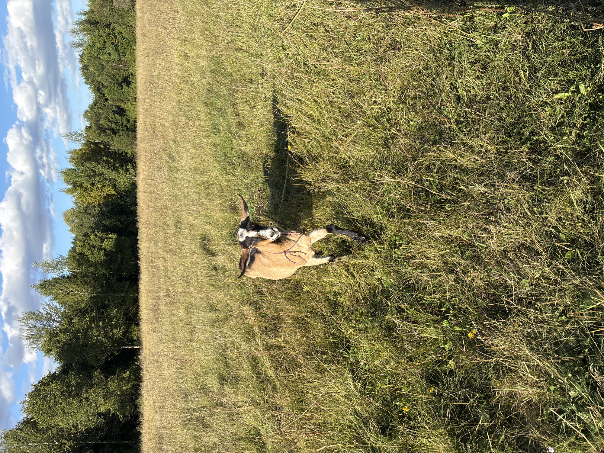 A goat stands in a dry, grassy field with a treeline in the background and a blue sky with scattered clouds above. The goat is light brown with black markings on its legs and face, and it has a pink rope around its neck. The field is tall and appears dry, with some yellow wildflowers scattered throughout. The treeline consists of a variety of deciduous trees. The image was taken on a sunny day. The location is not specified in the image.