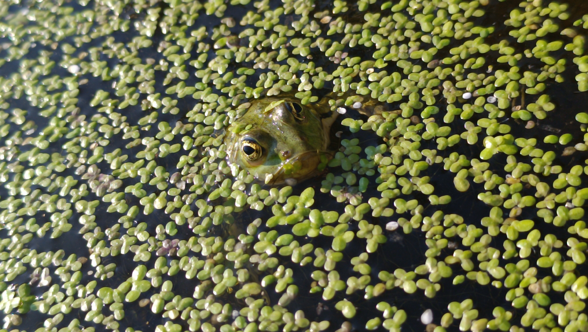 A frog, mostly submerged, rests its head above a surface covered in a dense mat of small, green aquatic plants, likely duckweed. The frog's eyes, with dark pupils and yellowish irises, are clearly visible and looking forward. Its green, mottled skin is slick with water, and its mouth is closed. The surrounding water is dark and appears still. The scene is captured from a slightly elevated angle, looking down at the frog and the water surface. The lighting suggests it is daytime, with sunlight glinting off the water and the frog's skin.