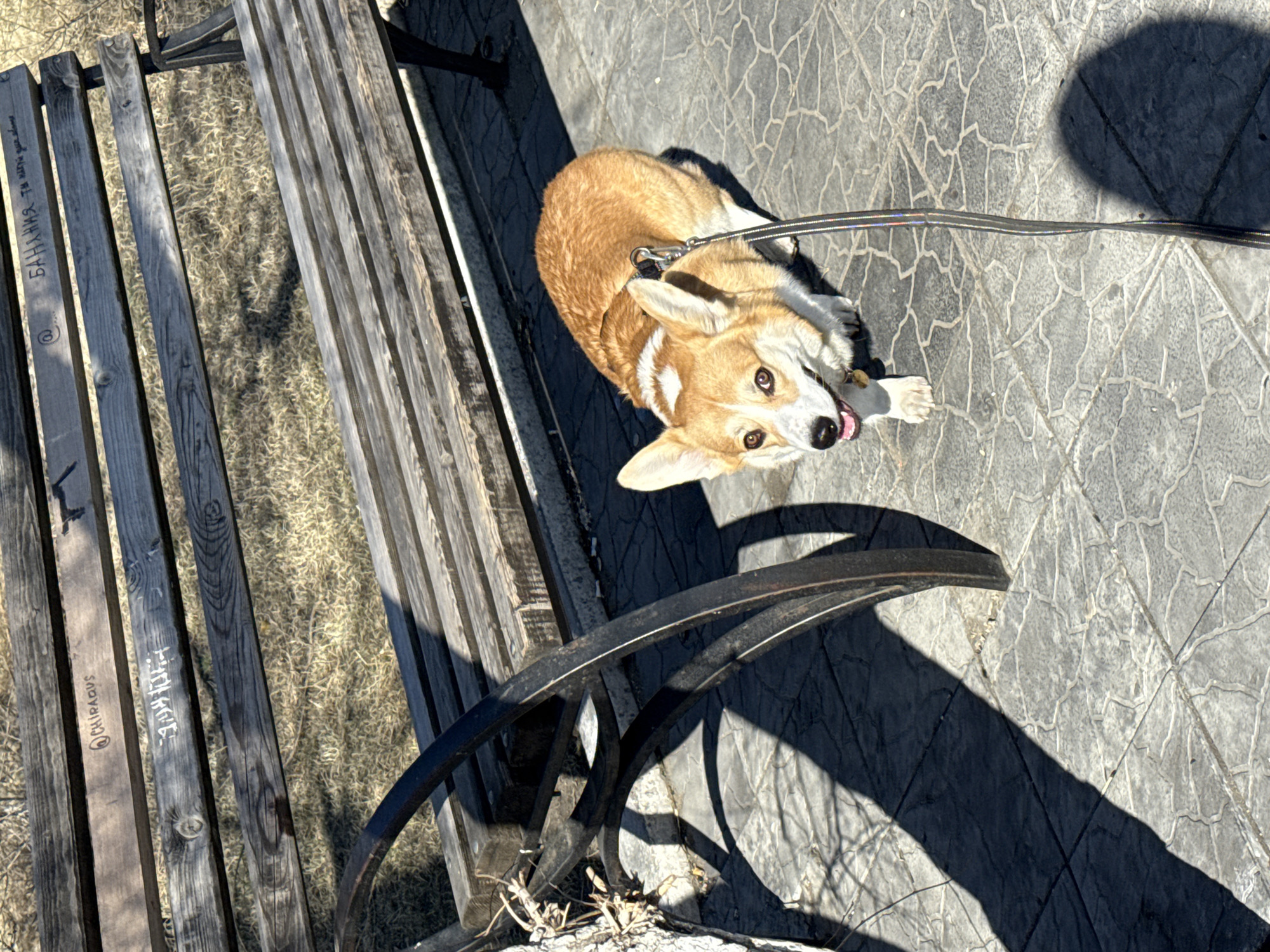 The image, taken from a high angle looking down, features a light brown and white Corgi dog on a leash, positioned on a paved area next to a weathered wooden park bench. The dog, with alert, brown eyes and an open mouth with its tongue slightly out, looks up towards the camera. Its leash, a black and iridescent strap, is attached to a harness and extends out of frame to the right.
The bench, made of dark, weathered wooden slats and dark metal supports, shows signs of age and graffiti. Visible text carved or written on the bench slats includes: "БАНАНА ты НАШИИ ЗАНЯЛ ДВА МЕСТА" (BANANA you took our two places) on the leftmost visible plank, "@CHIPAQUOUS" on another plank, and "ВЛАДИМИР" (Vladimir) on an adjacent slat.
The ground around the bench is a mixture of dry grass and dirt beneath the bench, and grey, patterned paving stones where the dog stands. Strong, clear shadows from the bench and an unseen object suggest bright sunlight, indicating a sunny day, likely midday or early afternoon given the angle of the shadows. The scene appears to be an outdoor public space, such as a park or pedestrian area, in Borzya, Russia.