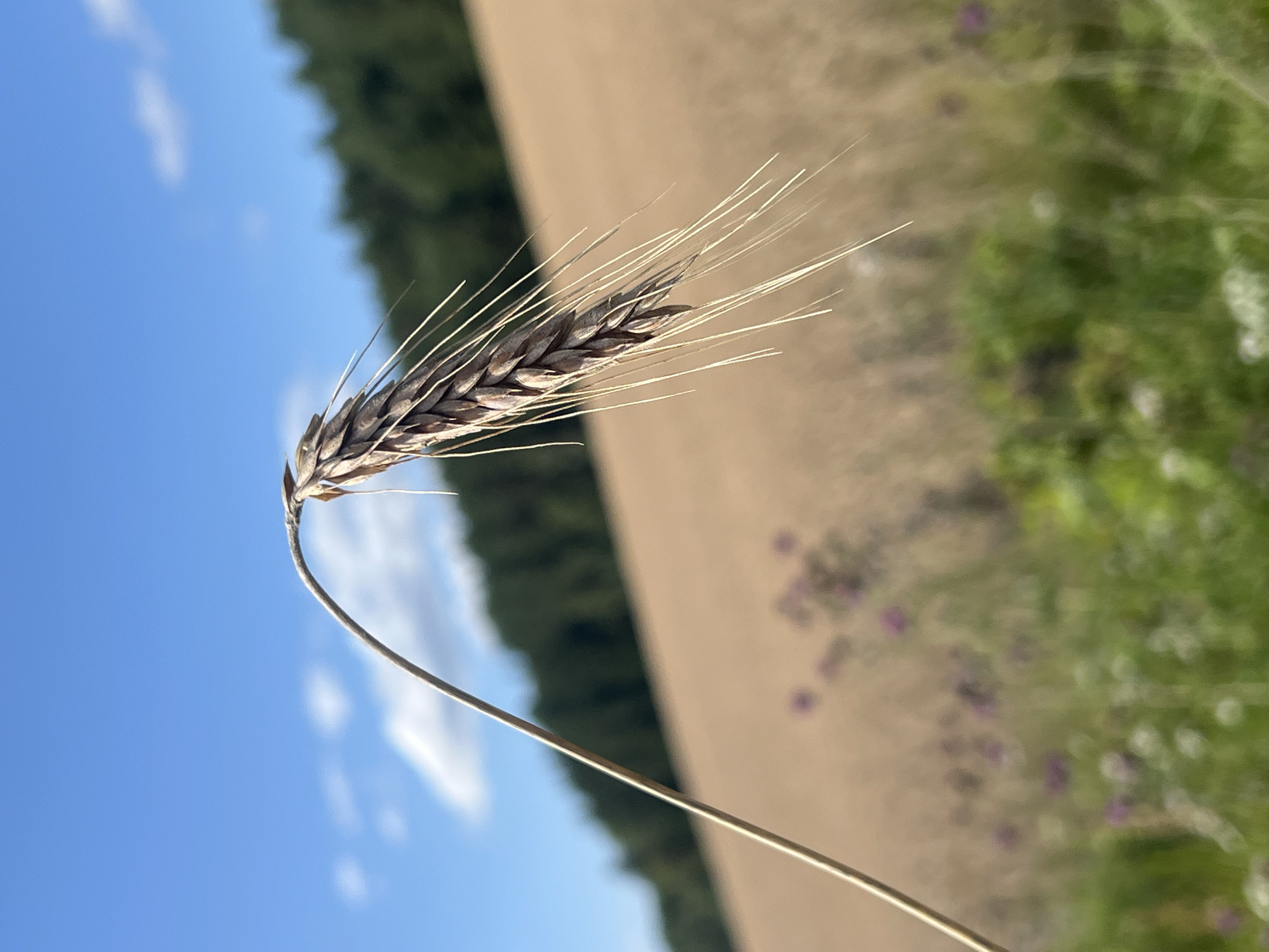 A single, light brown stalk of wheat, with its head bent over, dominates the foreground of this image. The wheat stalk is in sharp focus, with its delicate awns extending outwards. The background is a blur of a golden-brown field, suggestive of more wheat, stretching towards a dark green tree line that forms the horizon. Above the trees, a bright blue sky is dotted with white clouds. The lower right corner of the image shows a patch of green vegetation with hints of purple wildflowers, also out of focus. The image appears to be taken outdoors in a rural setting, likely in a field. There are no people or animals visible in the image. The scene depicts a close-up of a single wheat stalk against a natural landscape under a clear sky. It is unknown if this image is related to Norviliškės, Lithuania.