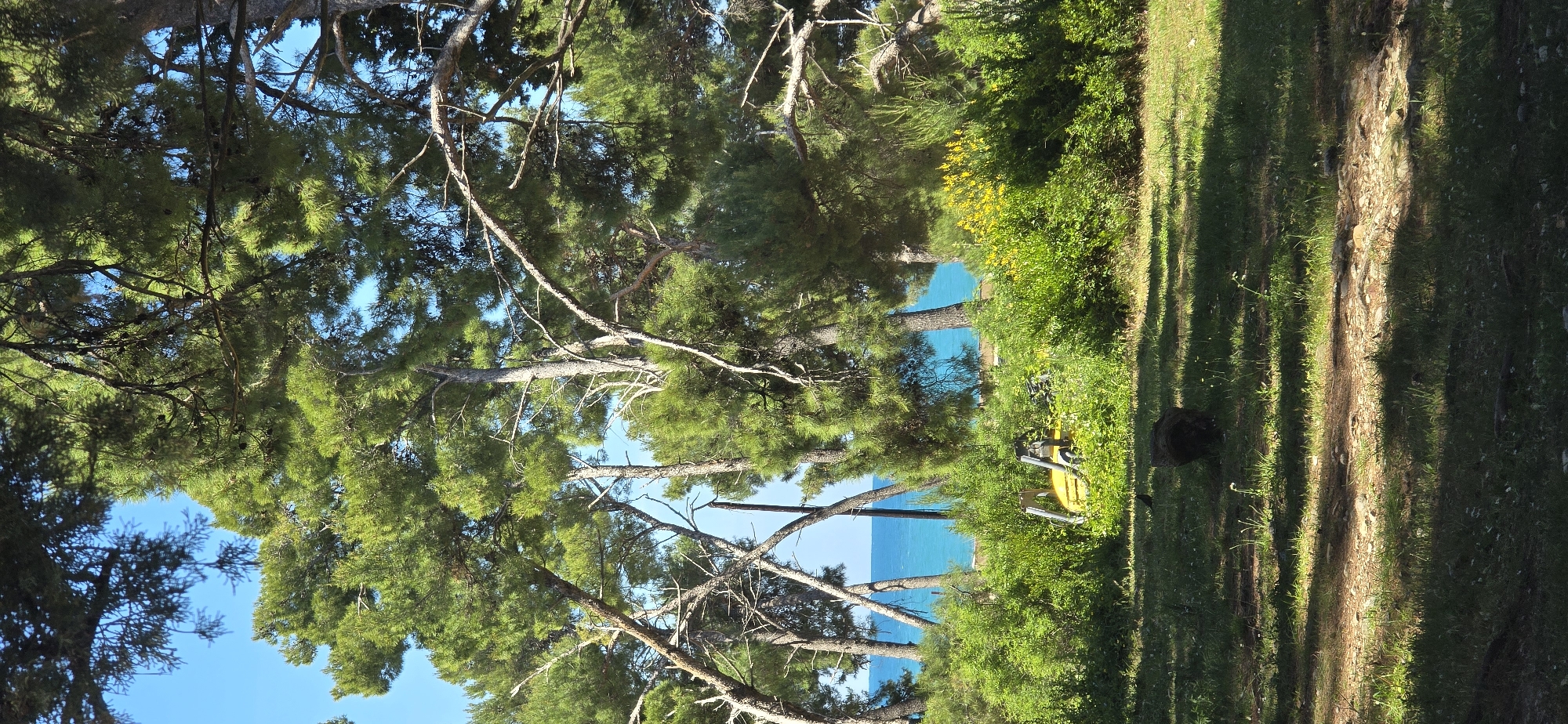 A sideways, sunny, outdoor shot appears to be taken from beneath tree canopies on a grassy bank, looking toward a bright, turquoise ocean in the distance. The blue sky is visible through the trees on the left side of the image. In the middle, a yellow object, perhaps a piece of equipment, sits amidst green bushes and grass. The right side of the image shows more grass with shadows of trees, and a large dark object near the edge of the frame. It is possibly located in the city of Bar, Montenegro.