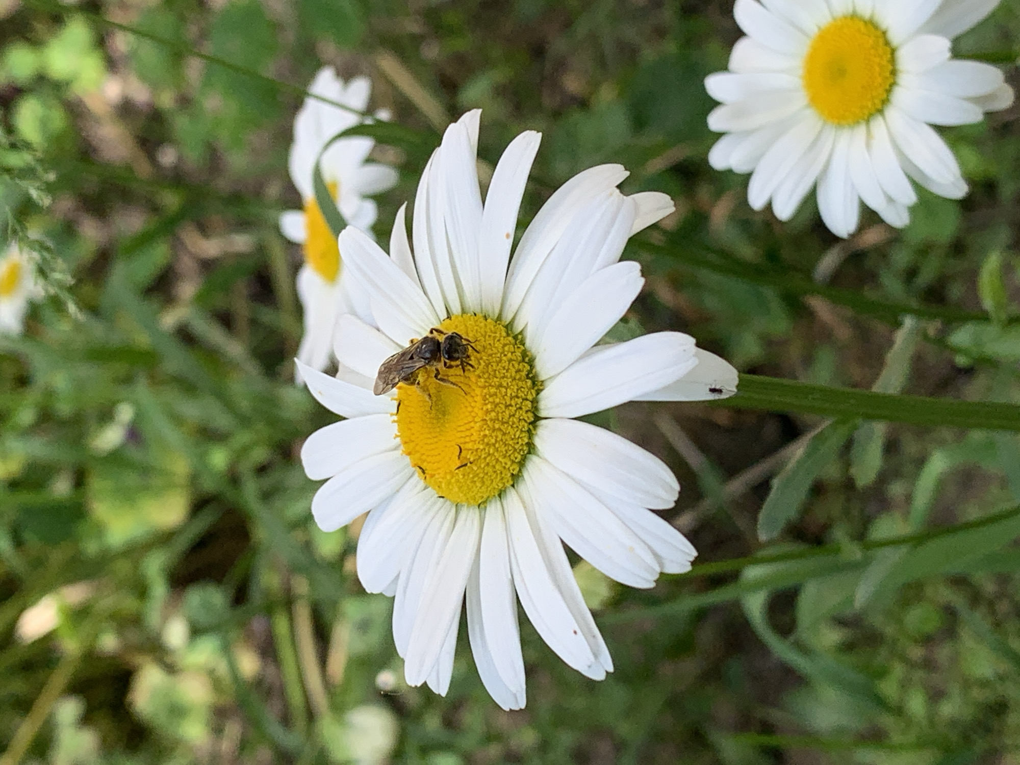A close-up, eye-level, outdoor shot captures a bee perched on the bright yellow center of a white daisy. The daisy is in focus, with its white petals radiating outwards and its stamen clearly visible. The bee, a small, dark insect with visible wings, is positioned centrally on the flower's disc florets. In the background, other daisies and green foliage create a soft, blurred bokeh effect, suggesting a natural, possibly wild, environment. The lighting appears to be natural daylight, illuminating the scene with a soft, diffused glow. The overall impression is one of a tranquil, close-up study of nature.