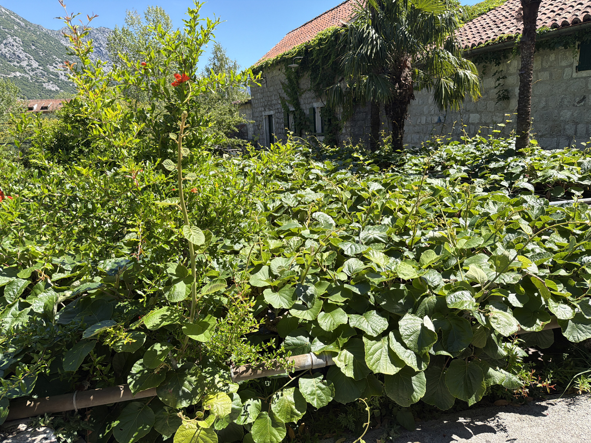 In Morinj, Montenegro, a sunlit scene unfolds in front of a stone building with a terracotta tile roof, partially obscured by lush green foliage. A prominent pomegranate tree, adorned with a single red flower, stands tall to the left of the frame. A dense thicket of broad-leafed green plants dominates the foreground, stretching across the lower portion of the image. In the background, two palm trees add a tropical touch to the scene. The building itself is constructed from light-colored stone, with a weathered appearance, and appears to be partially covered in ivy. A hint of a mountainous landscape is visible behind the building and trees, suggesting the natural beauty of the region. The sky above is a clear, vibrant blue, indicative of a warm, sunny day. The image captures a tranquil, natural setting with hints of human habitation.