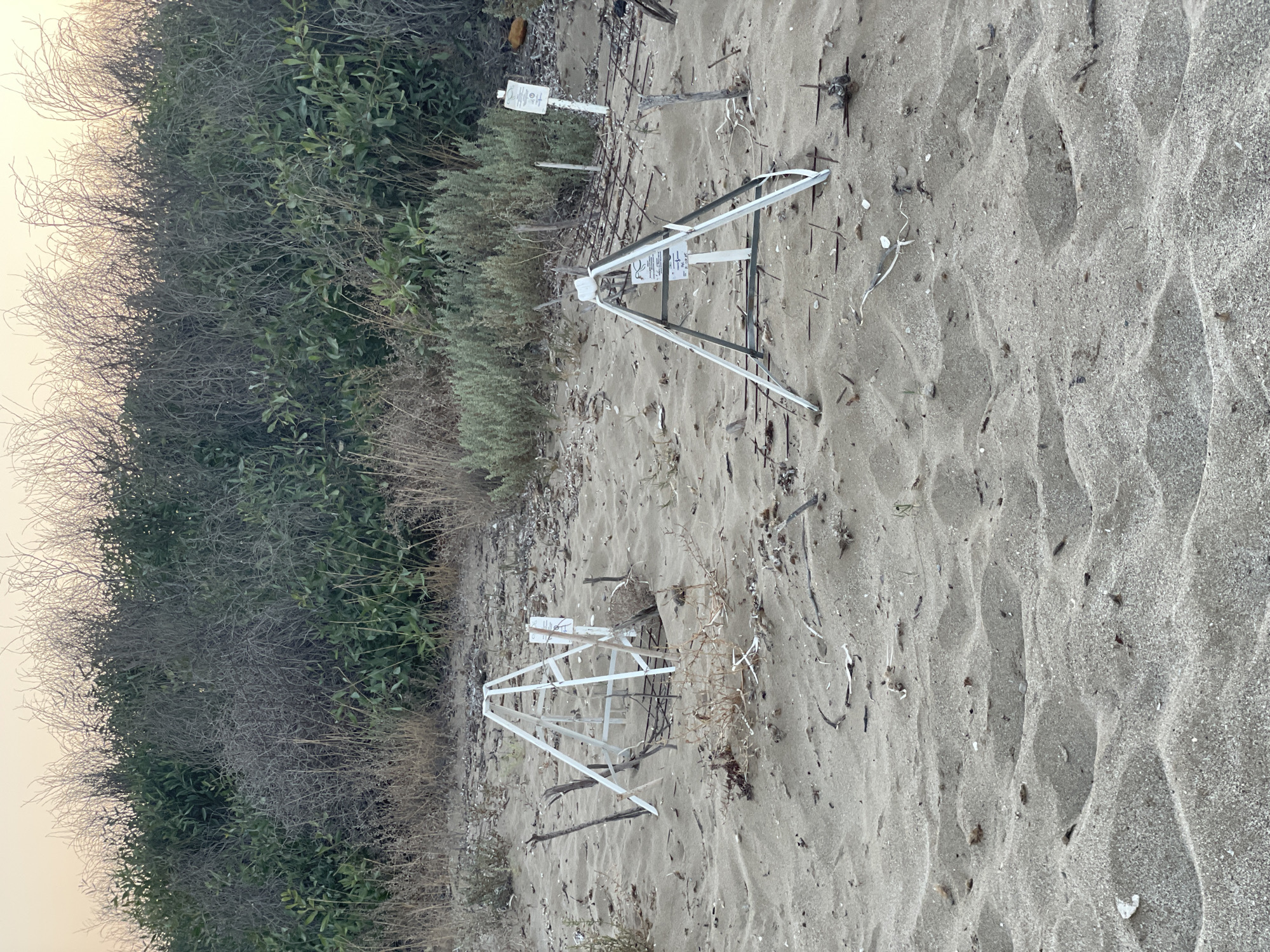 The image depicts a sandy beach area in Spathariko, Northern Cyprus. In the foreground, two white A-frame structures are erected in the sand, possibly marking protected areas. These structures are made of metal frames and have signs attached to them. The sand is textured with footprints and scattered debris, including small branches and shells. In the background, a dense growth of dry brush and green foliage forms a natural barrier, with a hazy sky visible above.