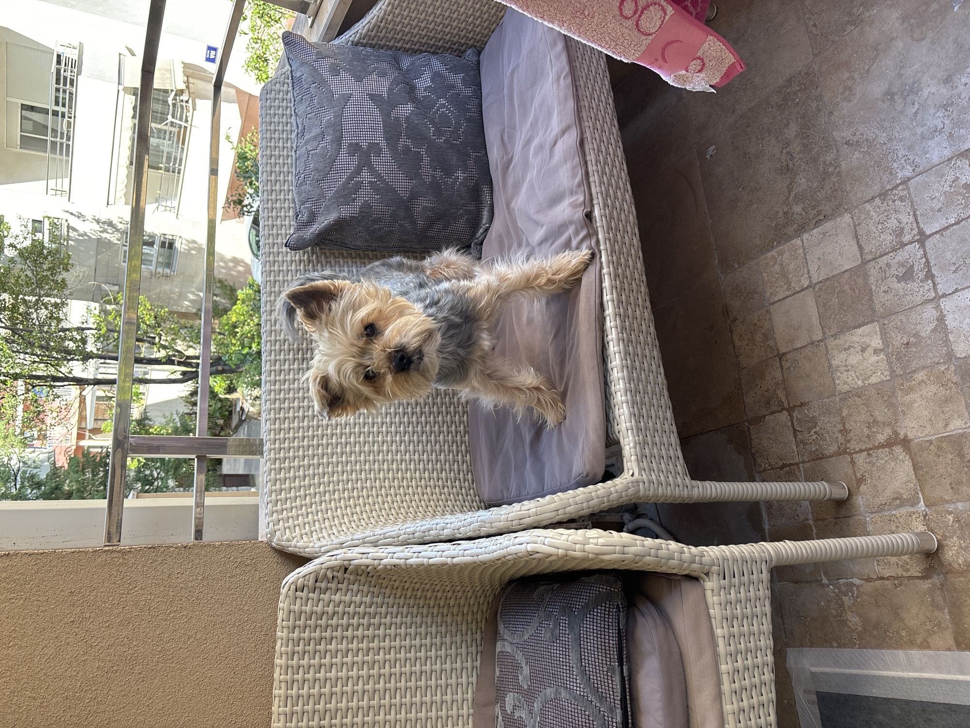 A high-angle shot shows a Yorkie lying on a light grey cushion on a wicker chair on a balcony, facing the camera. Another wicker chair is beneath it. The balcony overlooks an urban landscape with buildings and trees. The location is plausibly Budva, Montenegro, based on architectural styles and general ambiance. The floor is tiled. There is a pink object in the top right corner. The scene appears to be outdoors during daylight hours.