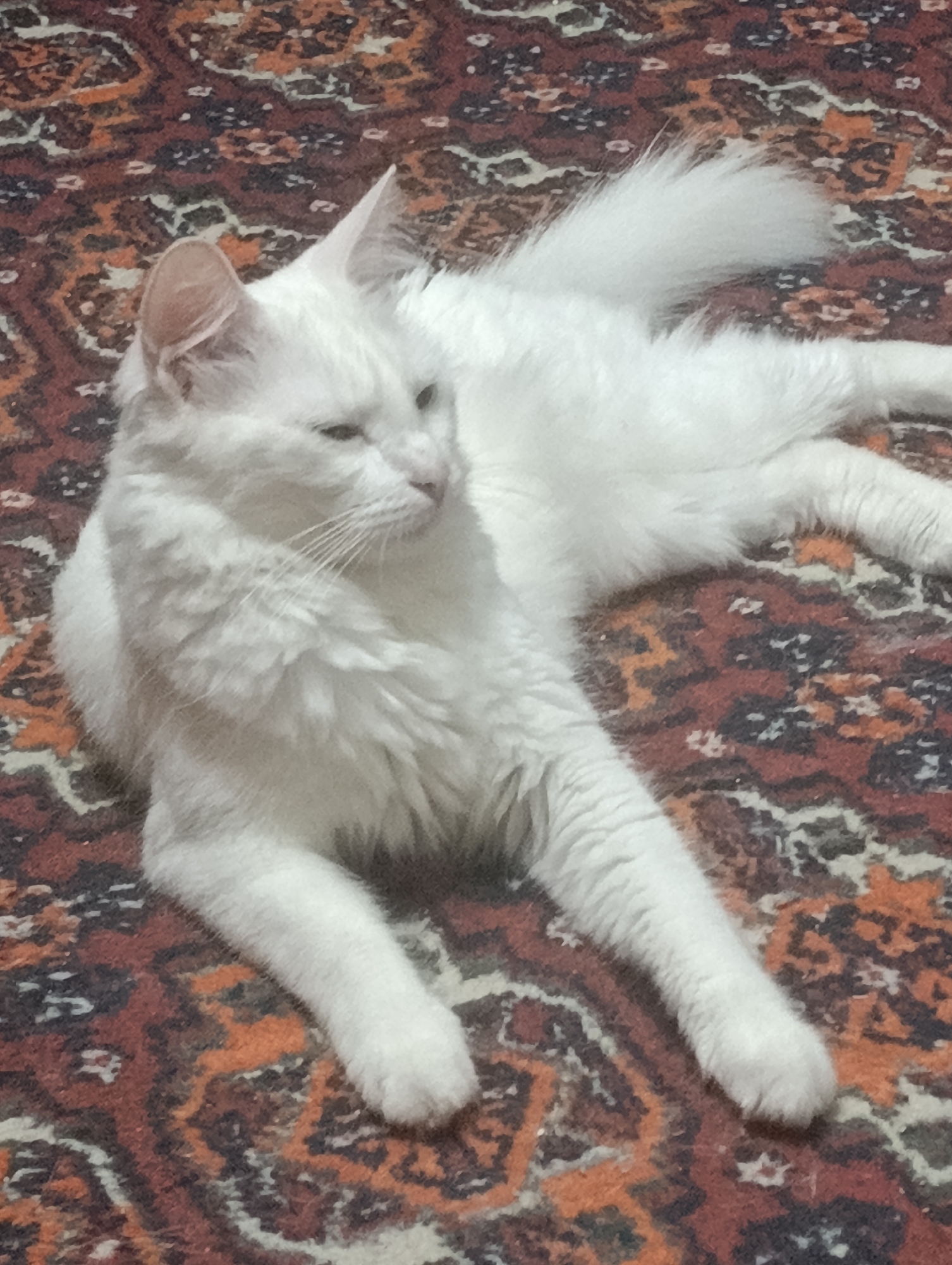 A white cat with long fur lies on a patterned rug. The cat's eyes are partially closed, and its head is turned to the right. The rug has a complex design with red, orange, and dark brown colors. The image is a close-up shot, focusing on the cat and the rug. There is no information to indicate the location in Baku, Azerbaijan.