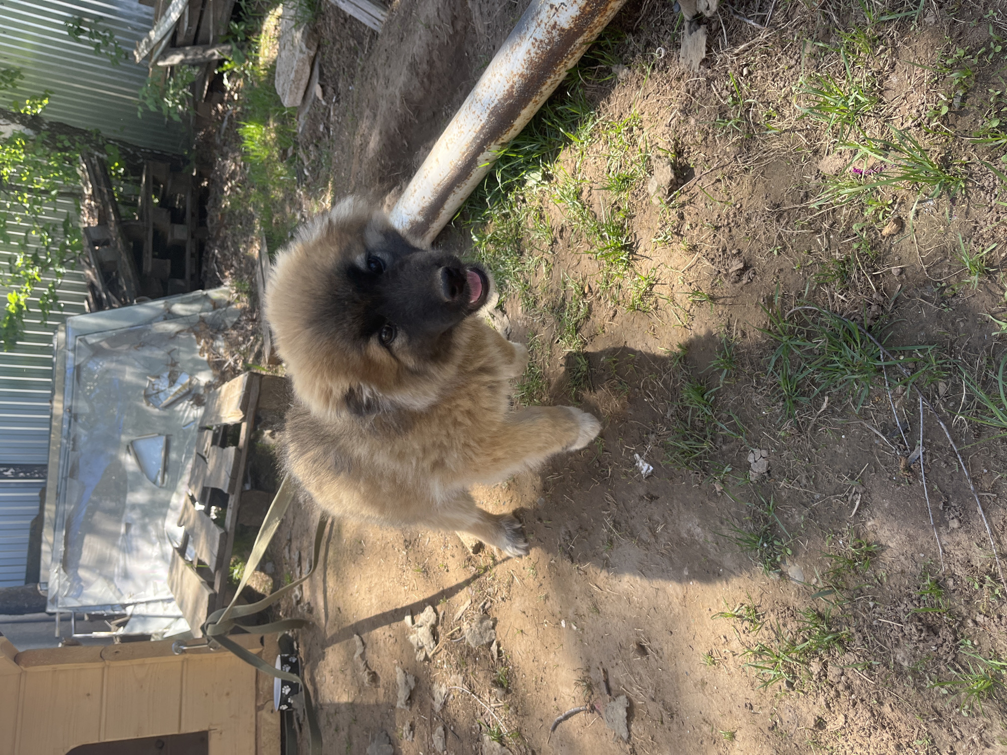 A high-angle shot depicts a fluffy, tan puppy with a black muzzle standing on bare earth with scattered grass and debris. A rusted metal pipe lies behind the puppy, partially obscured by grass. In the background, a sheet metal structure is situated behind some wooden pallets and a portion of a wooden building. The location is likely in a backyard or outdoor space near Двигатель, Russia, given the user's prompt. No people are visible. The puppy appears to be looking up at the camera.