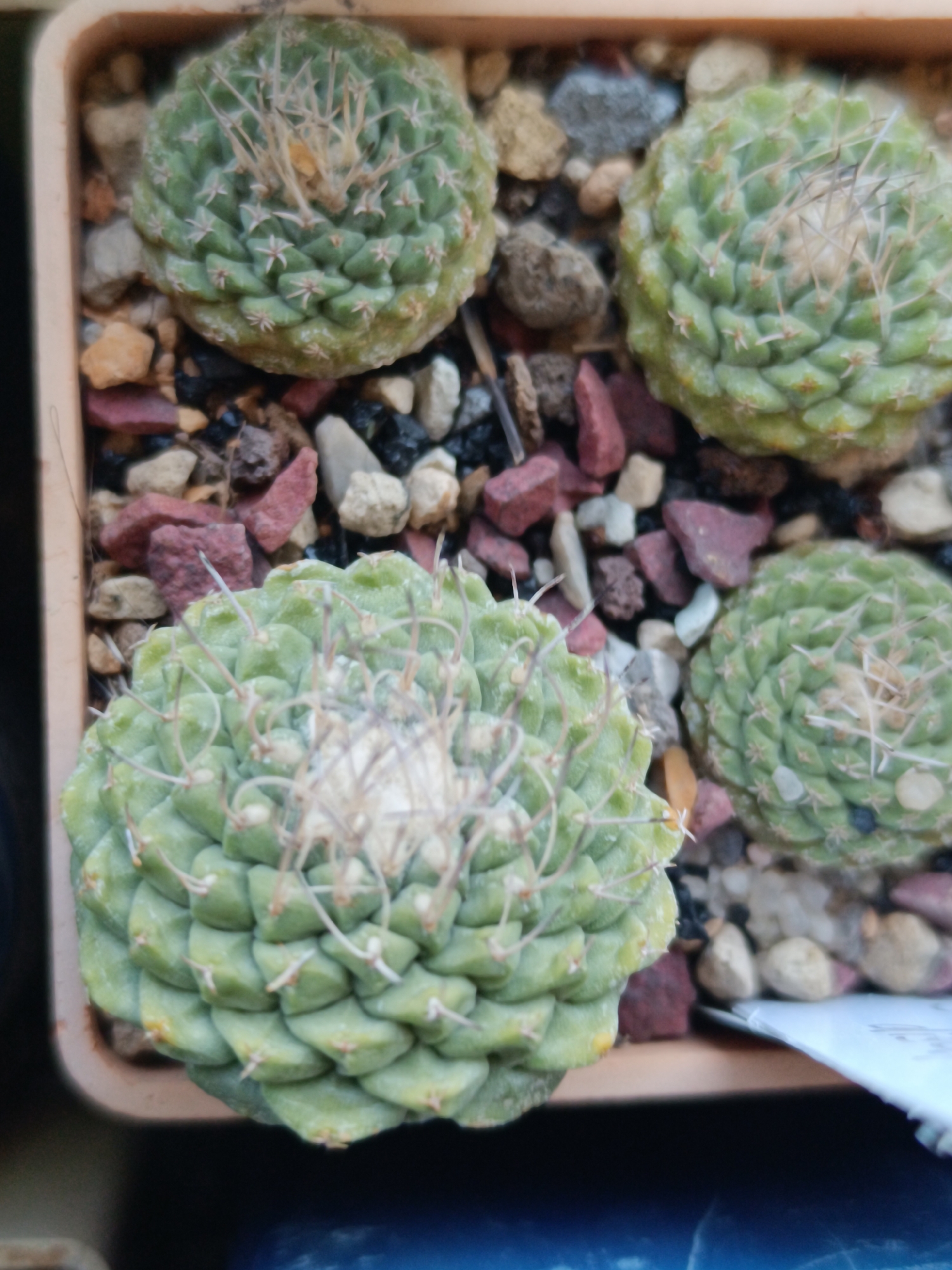 The image shows a close-up, overhead view of four small, round, green cacti in a terra cotta pot. The cacti have a segmented, scale-like texture and are sparsely covered with thin, light-colored spines. The pot is filled with a coarse, granular soil mixture containing small, colorful stones, predominantly red, grey, and white. The cacti appear to be healthy and are arranged in a cluster. The scene is likely a domestic setting, possibly an indoor plant collection. No people are visible in the image. The lighting suggests an indoor environment, possibly with artificial light or indirect sunlight. The image does not provide any specific information about the location in Salihorsk, Belarus.