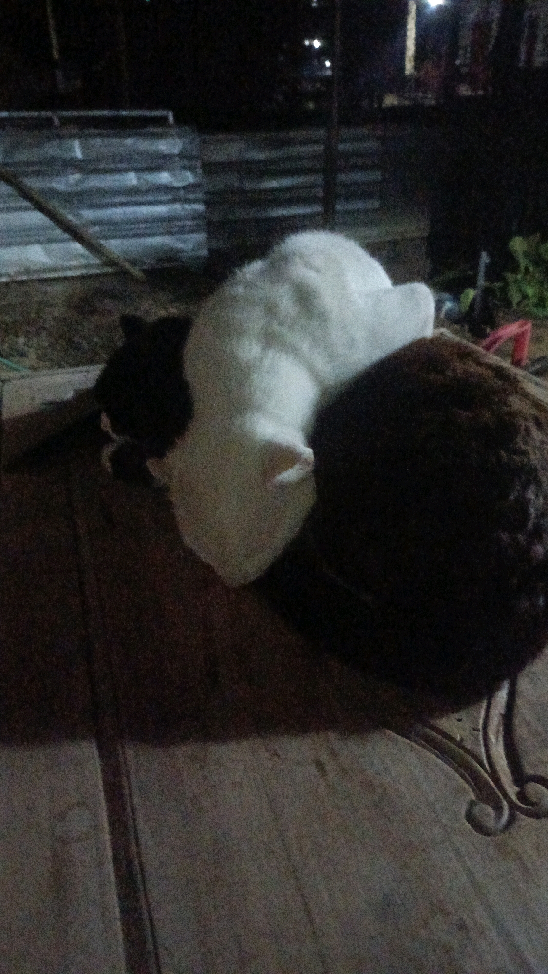 Two cats, one black and white and the other brown, are sleeping curled up together on a wooden surface. The black and white cat is on top of the brown cat. The environment appears to be outdoors at night, with dim lighting and some blurry background elements that suggest it might be a backyard or a dimly lit area in Taliwang, Indonesia. The wooden surface looks like a table or a deck.