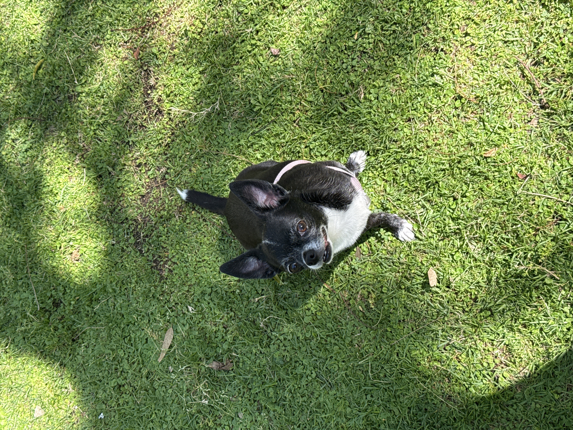 A small, black and white dog wearing a pink collar is lying on a patch of green grass. The dog is looking up towards the camera. The grass has a clover-like texture and is dappled with shadows. The location is not specified and therefore cannot be provided.