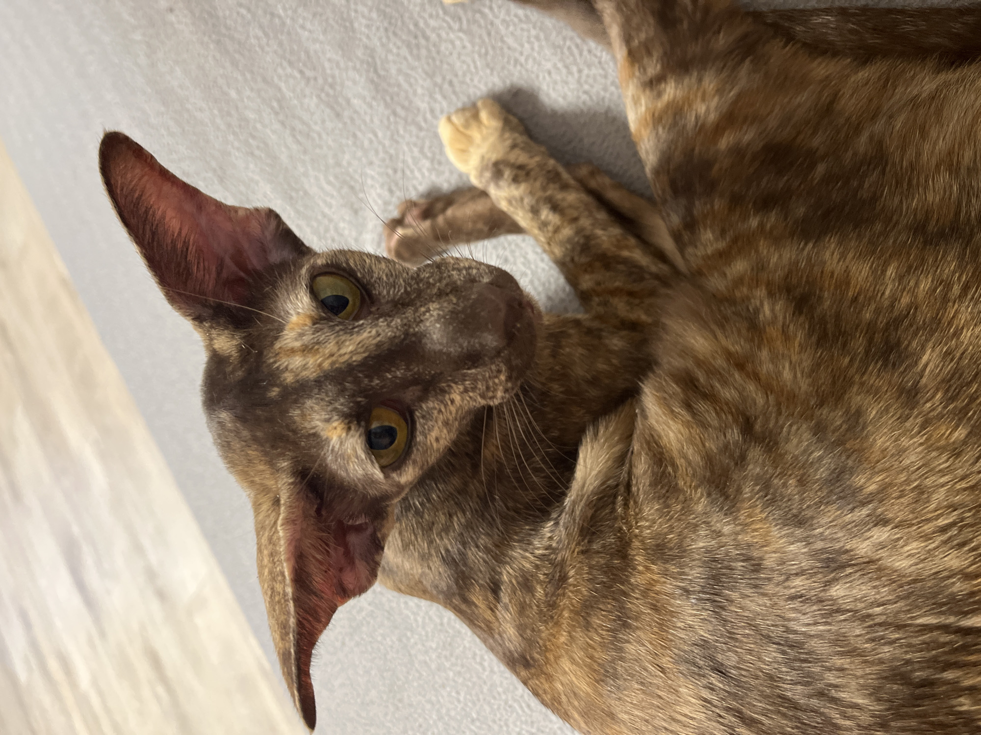A brindle Oriental Shorthair cat lies on a light grey surface. The cat's head is turned to the left of the frame, its green-gold eyes focused on the viewer. Its ears are large and pointed. The cat's body is sprawled out. The location is not discernible from the image and therefore cannot be determined to be Chaikovsky, Russia.