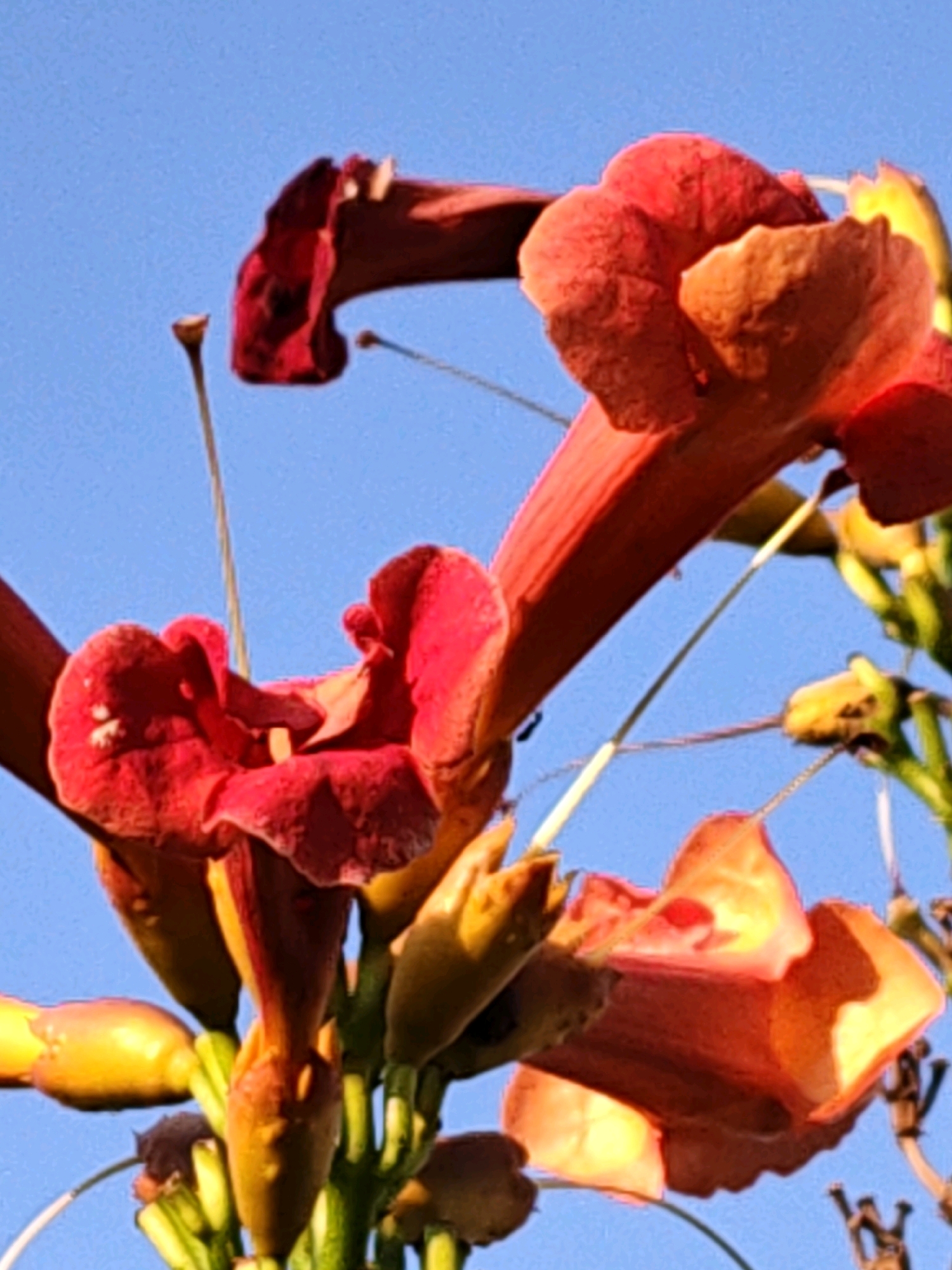 A close-up, low-angle shot captures a cluster of vibrant red and orange trumpet-shaped flowers against a clear, bright blue sky. The flowers appear to be on a vine, with some buds and stems visible. The lighting suggests it is daytime, with sunlight illuminating the petals, creating highlights and shadows. The image does not contain any people or identifiable structures. The location is not specified within the image or its context, therefore it cannot be determined to be in Rostov-on-Don, Russia.