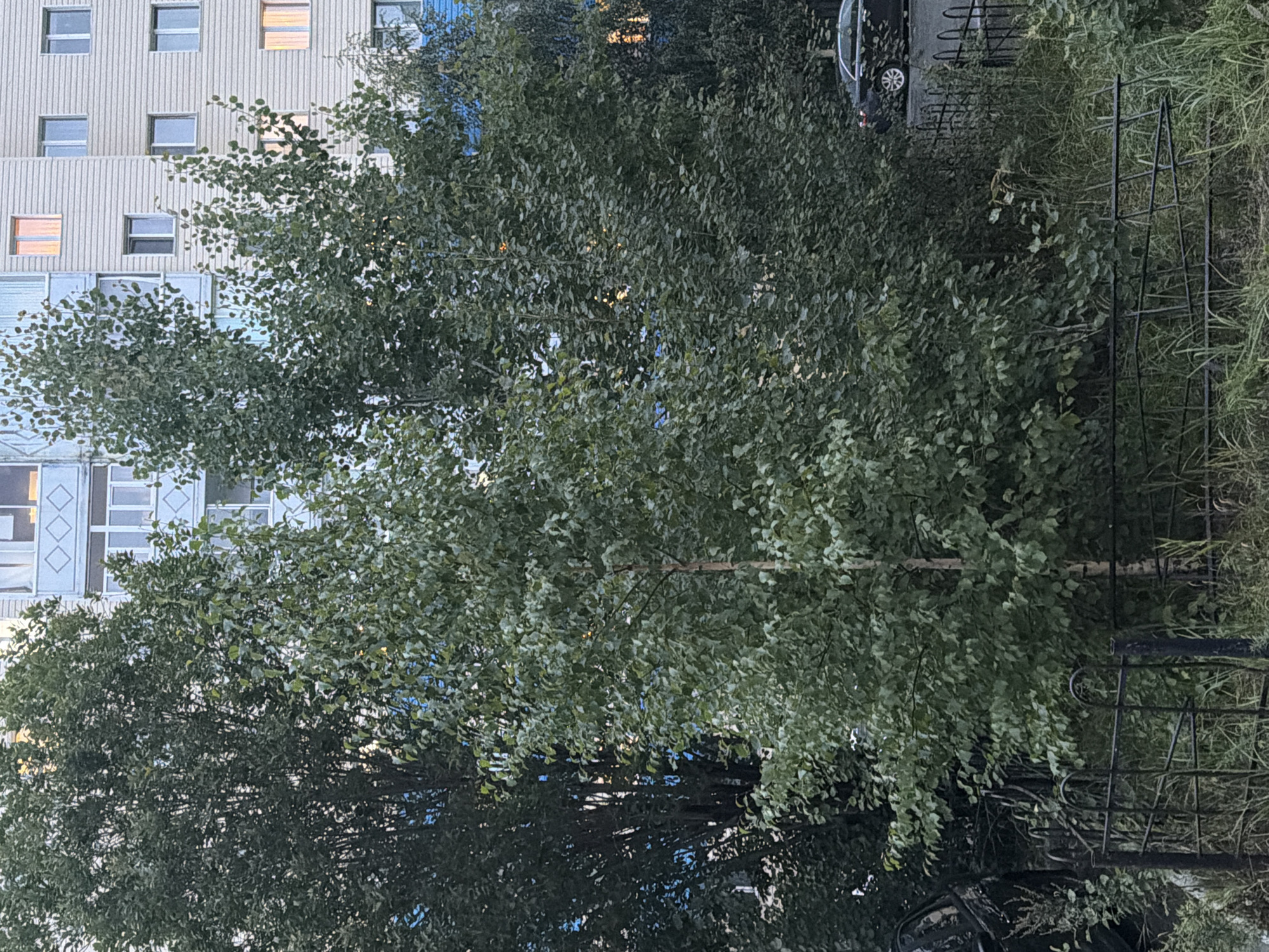 The image captures a street-level view in Surgut, Russia, characterized by a multi-story apartment building with pale beige siding and a blue balcony structure. The windows on the building are visible, with some illuminated by an orangish glow suggesting interior lighting. In the foreground, dense green foliage from trees obscures much of the lower portion of the building. A black car is partially visible on the right side of the frame, parked near a low black metal fence. Tall, dry grass and weeds grow around the fence and in front of the trees, suggesting an unkempt or naturalized area. The overall impression is one of an urban residential setting, possibly during the evening or early morning hours due to the lighting in the windows.
