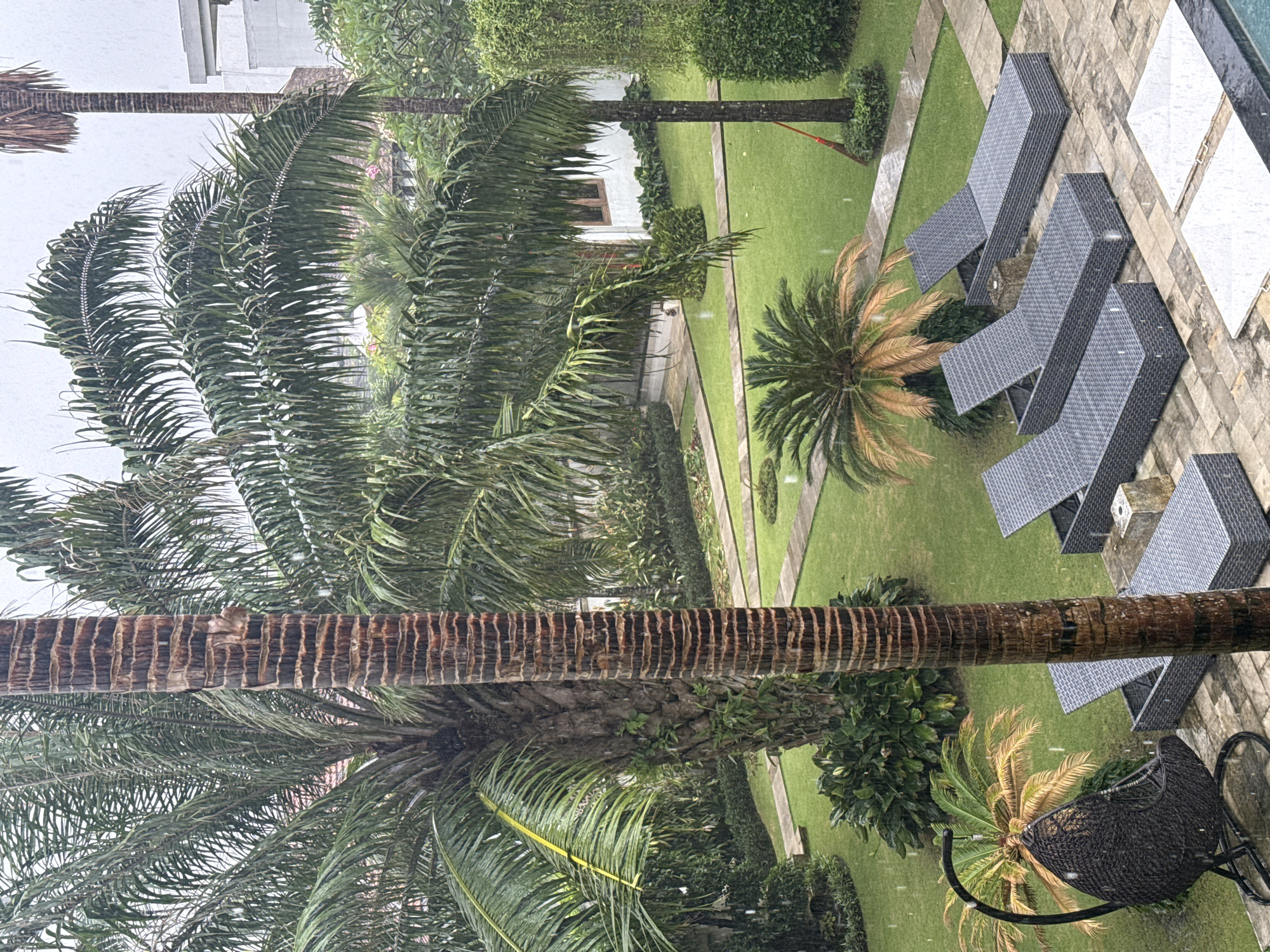 This image captures a lush tropical garden, likely part of a resort or hotel in North Kuta, Indonesia, viewed from an elevated perspective. The scene is dominated by vibrant green foliage and manicured lawns.
In the foreground and spanning the left side, several tall palm trees with textured brown trunks and abundant green fronds are prominent, some extending out of the frame. One palm frond near the bottom left has a distinct yellow tie or ribbon. Smaller, cycad-like plants with a mix of green and slightly browned fronds are scattered throughout the garden.
The landscape features a well-maintained green lawn interspersed with light-colored paved pathways that wind through the garden beds. A white building with a dark window is partially visible in the mid-ground, nestled amongst the trees and hedges.
To the right, a paved area, possibly poolside, is furnished with several dark grey, woven outdoor lounge chairs. These chairs are arranged in rows, facing towards what appears to be a swimming pool, partially visible with white tiling in the upper right corner. In the bottom right, a dark, woven egg-shaped hanging chair stands near another small palm.
A notable detail is the weather; numerous small white specks are visible across the entire image, particularly on the furniture, grass, and leaves, indicating light rain or drizzle. The leaves and surfaces appear wet, reinforcing the rainy conditions. The sky is overcast, contributing to the subdued lighting.
No people are visible in the scene. The overall impression is one of serene tropical beauty, possibly during a gentle rain shower, offering a tranquil and quiet setting. There is no visible text in the image.