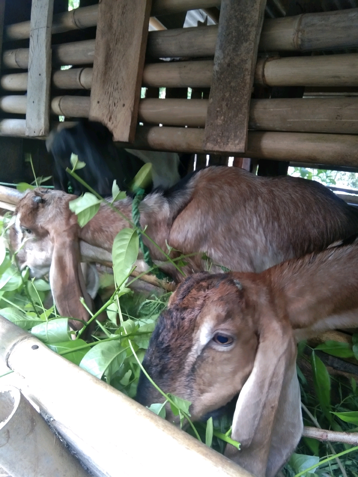 In Karangsambung, Indonesia, a goat enclosure contains three goats. Two goats are in the foreground and one is in the background. The goats are brown and white. They are eating green leaves. The enclosure is made of bamboo and wood. The goats are in a pen. There is a rope around one of the goats.
