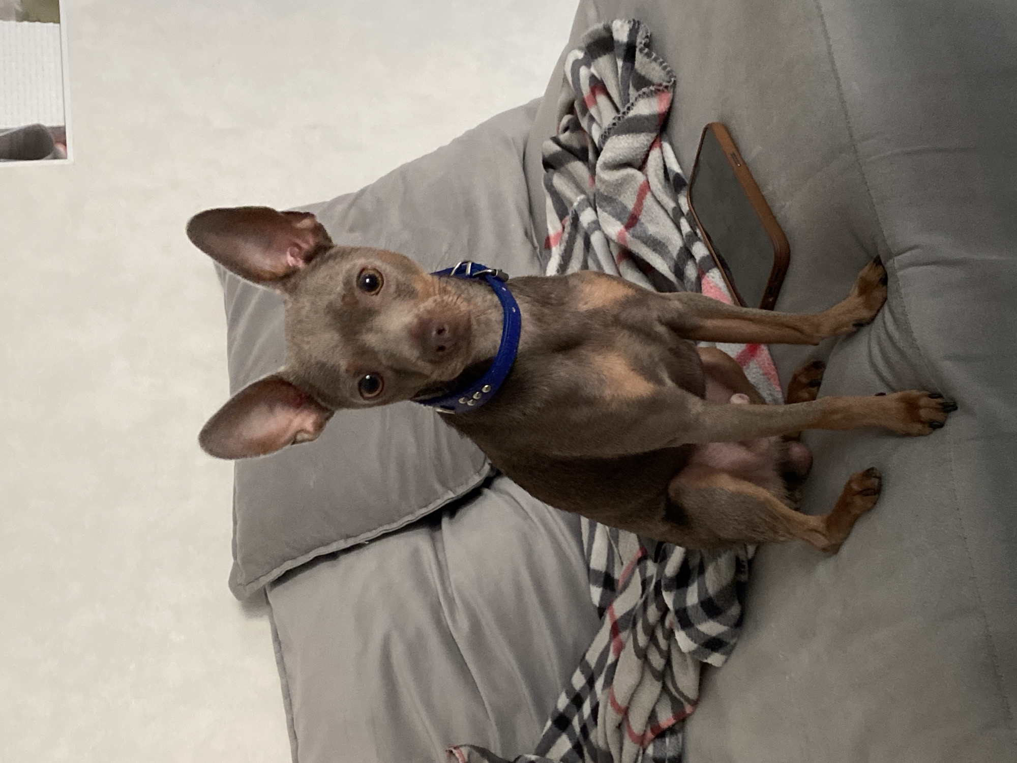 The image shows a small, brown dog with large ears sitting on a gray sofa. The dog is wearing a blue collar with silver studs. A folded plaid blanket is draped over the sofa to the left of the dog, and a smartphone in a brown case is lying on the sofa to the right of the dog. The background is a textured, off-white wall. There is no visible indication of the dog's location in Chaikovsky, Russia, or any other specific city.