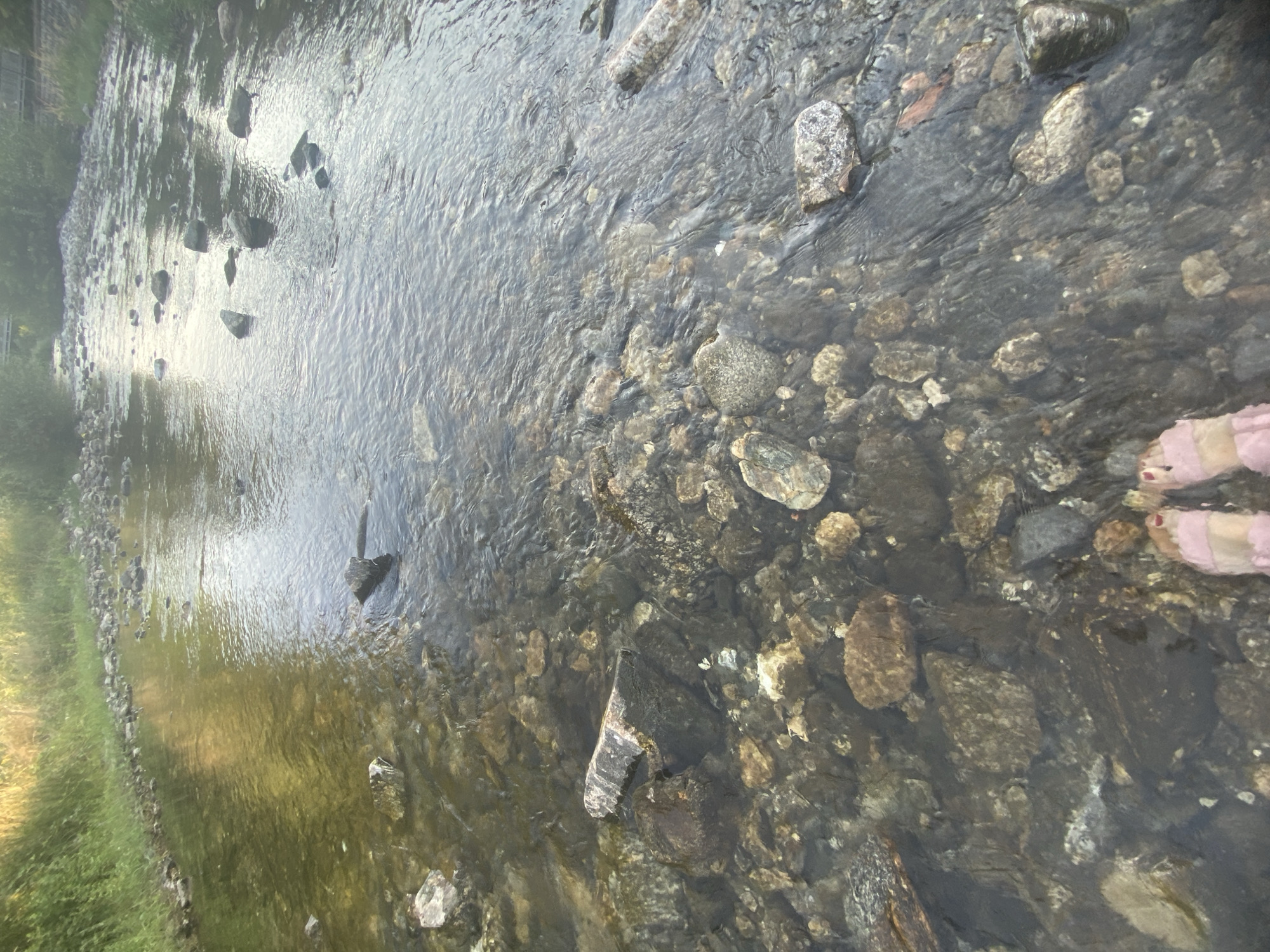 A first-person perspective shot shows a person's bare feet wearing pink sandals, submerged in a shallow, rocky river. The riverbed is composed of various sizes of smooth stones, some submerged and others exposed. The water is clear, allowing a view of the stones beneath the surface. The river flows gently, creating ripples and reflections on the water's surface. Along the left bank of the river, lush green grass and vegetation are visible, with sunlight filtering through. The right bank is less defined, with more scattered rocks and some greenery in the distance. The overall scene depicts a natural, outdoor environment, likely a park or a recreational area. The specific location within Blagoevgrad, Bulgaria, is not determinable from the image alone.