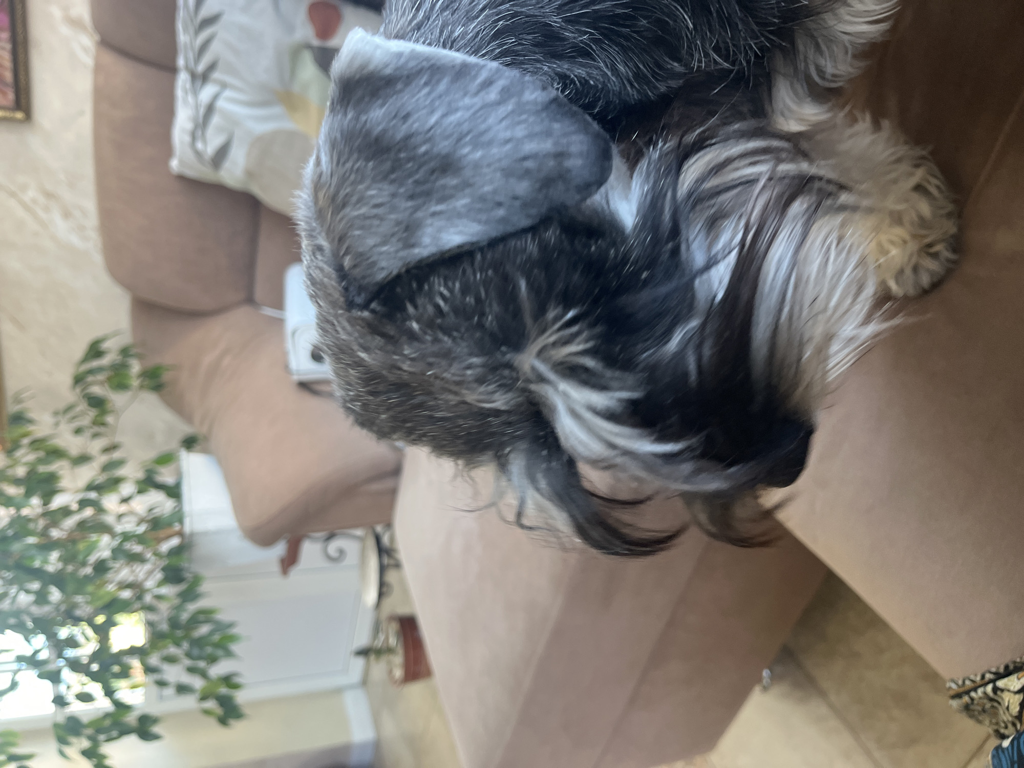 A close-up, slightly blurred image shows a Miniature Schnauzer dog with salt-and-pepper fur resting on a plush, light brown sofa. The dog's head is turned away from the camera, with its furry face partially obscuring its eye. The background features a corner of a sofa with a white throw pillow, a potted plant with green leaves in a white planter, and a portion of a wall. The flooring appears to be tiled. The overall setting suggests an indoor residential environment. There is no indication of the city of Vladimirovka, Russia.