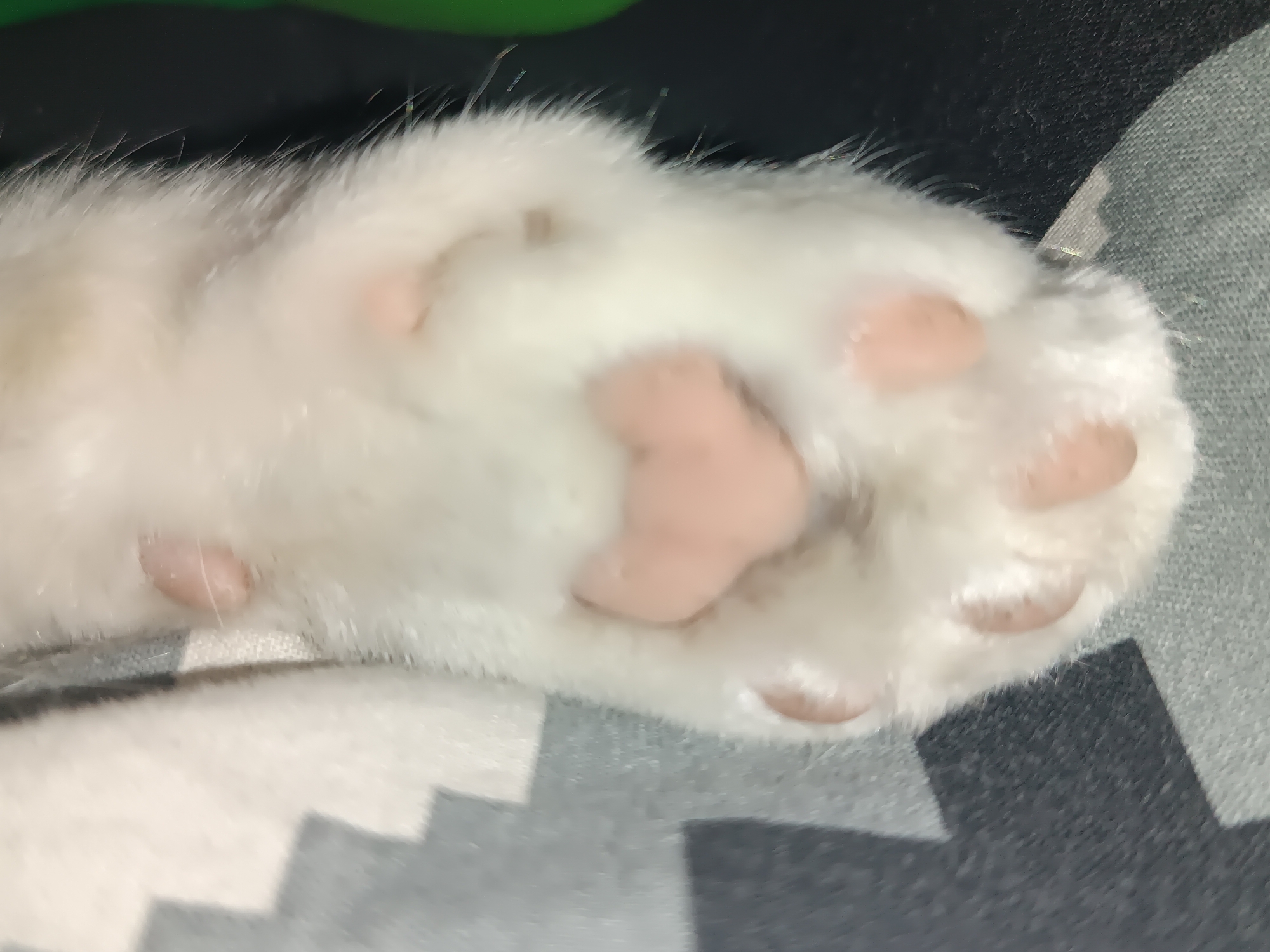 The image shows a close-up view of a white cat's paw. The paw has pink paw pads and white fur. The background appears to be a patterned fabric or surface, with shades of gray. The image does not contain enough information to determine a location in Viadana, Italy or any details about people, actions, or interactions.