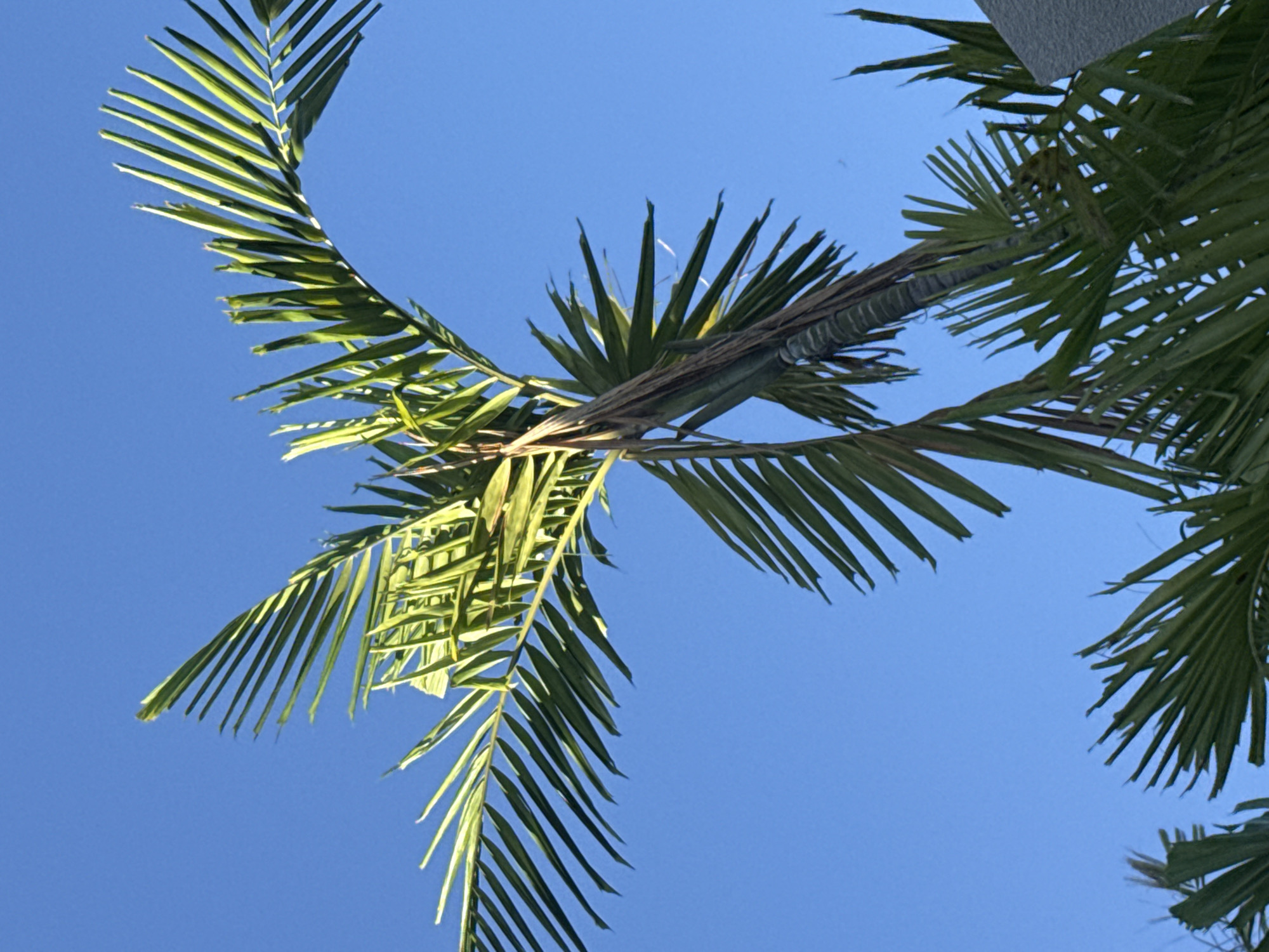 A low-angle shot shows a bright blue sky with a palm tree in the foreground. The palm tree is lush and green, with its fronds reaching upwards and to the sides. The fronds are long and thin, with some appearing slightly tattered. The trunk of the palm tree is visible, with a segmented texture. The image captures a close-up view of the palm tree against the expansive sky. The location is the city of North Kuta, Indonesia.