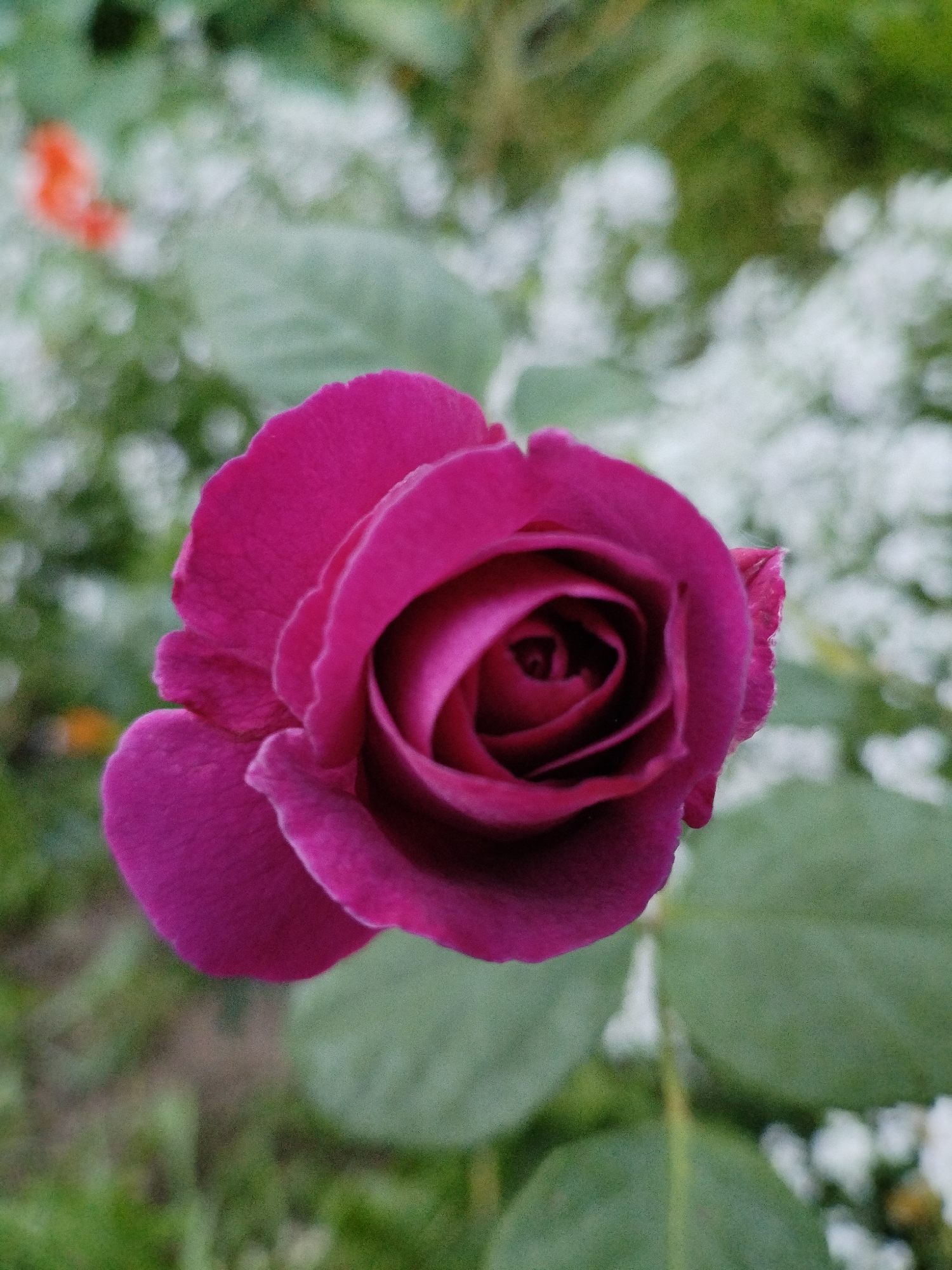 A close-up, top-down view of a vibrant fuchsia rose is centered in the frame. The rose is in full bloom, with its petals tightly spiraled towards the center. The background is softly blurred, showing hints of green foliage and white flowers, suggesting a garden setting. In the upper left quadrant, a blurred patch of orange is visible, possibly another flower or a decorative element. The image is taken outdoors, likely in a garden or park, with natural lighting. The specific location in Bialynichy, Belarus, cannot be determined from the visual information alone. There are no people, actions, or interactions depicted.