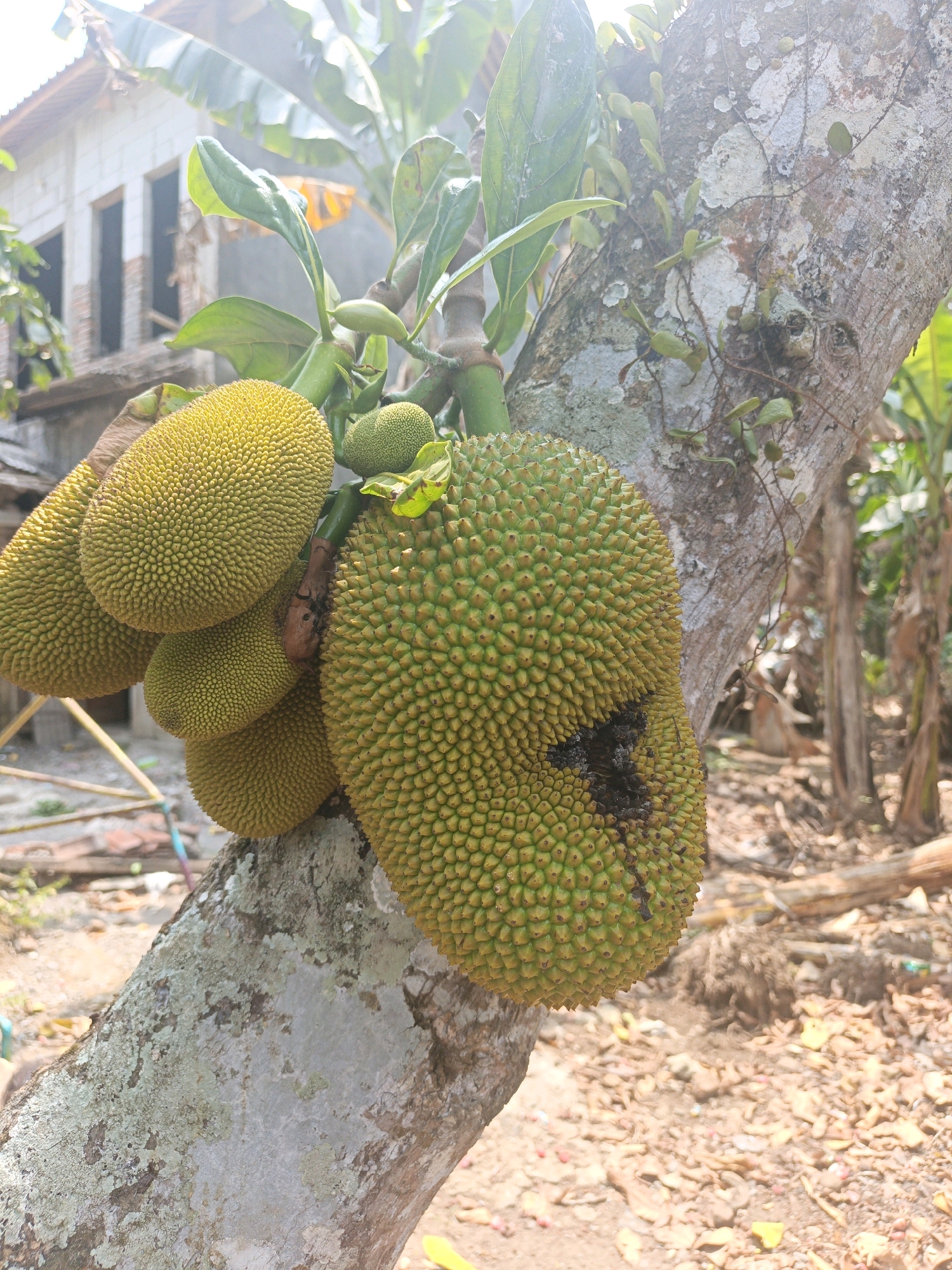 A medium shot captures a cluster of jackfruits on a tree trunk. The jackfruits vary in size and ripeness, with some appearing bright yellow and others still green. One large jackfruit in the foreground has a damaged section with dark, decomposing material. The tree trunk is rough and covered in lichen. In the background, a partially constructed building with windows and a metal roof is visible, along with banana leaves and other foliage, suggesting a tropical or subtropical environment. The ground is covered in dry leaves and debris. The scene appears to be located in Kamulyan, Indonesia.